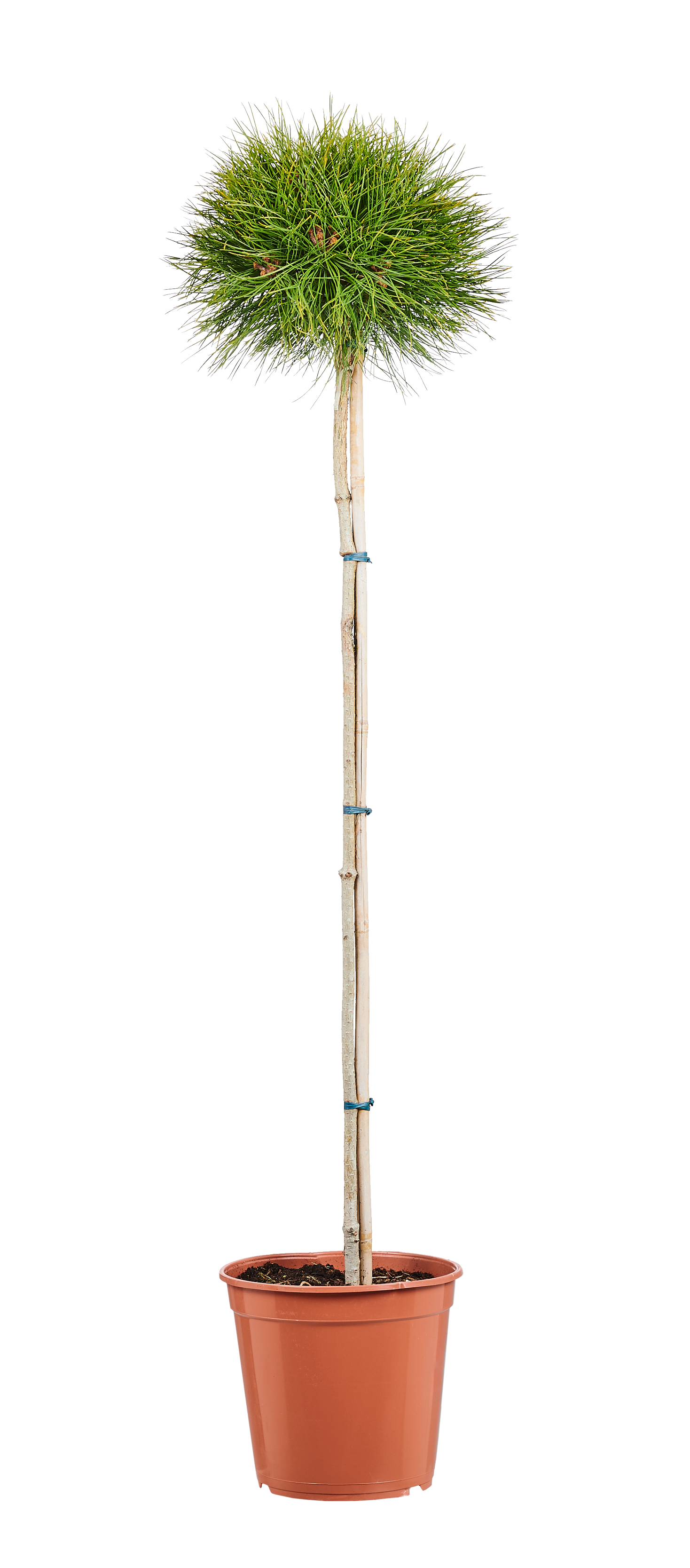 Sosna mix odmian 60-100 cm