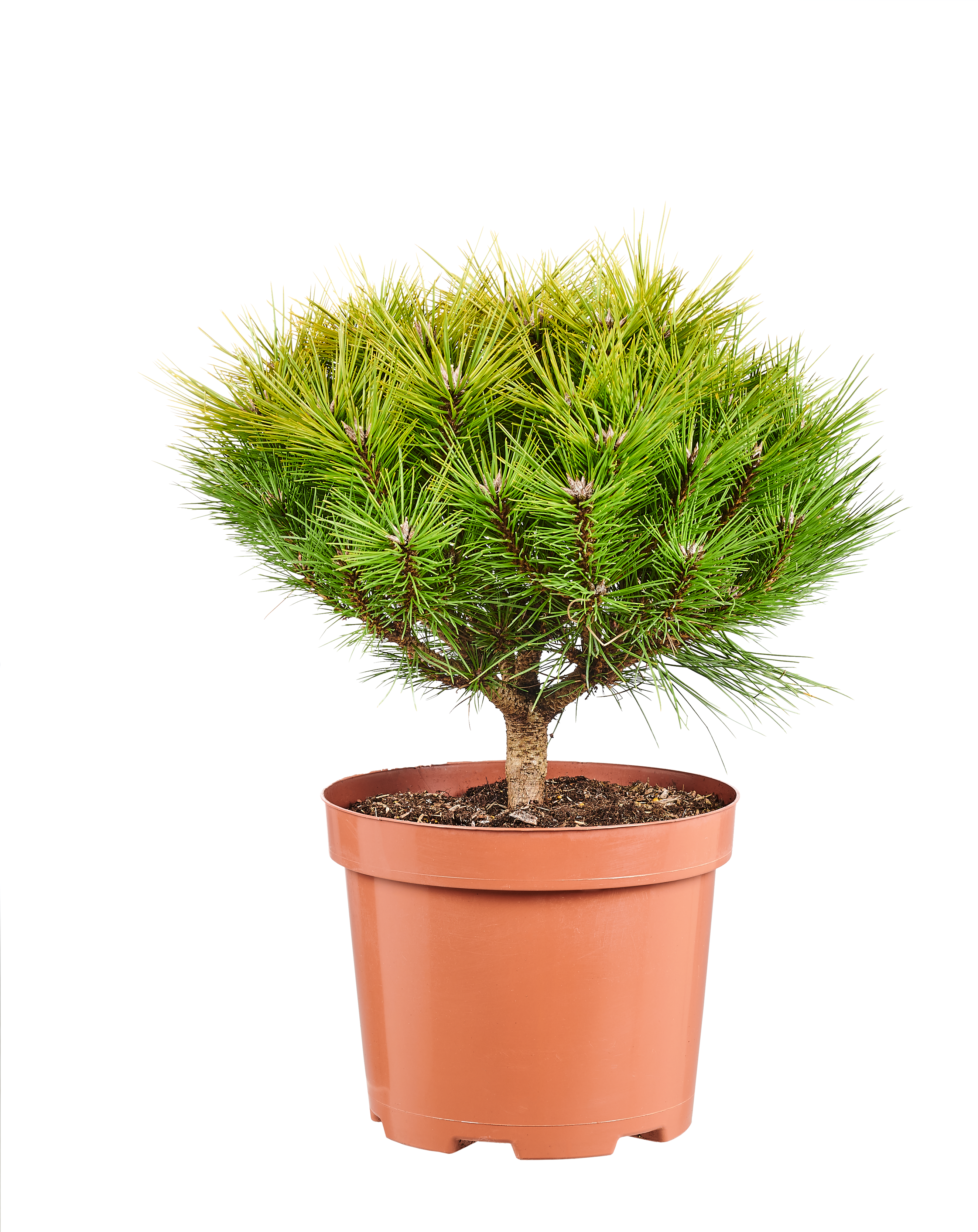 Sosna mix odmian 20-60 cm