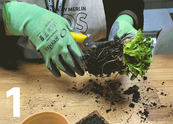 Passo a passo de como plantar ervas aromaticas