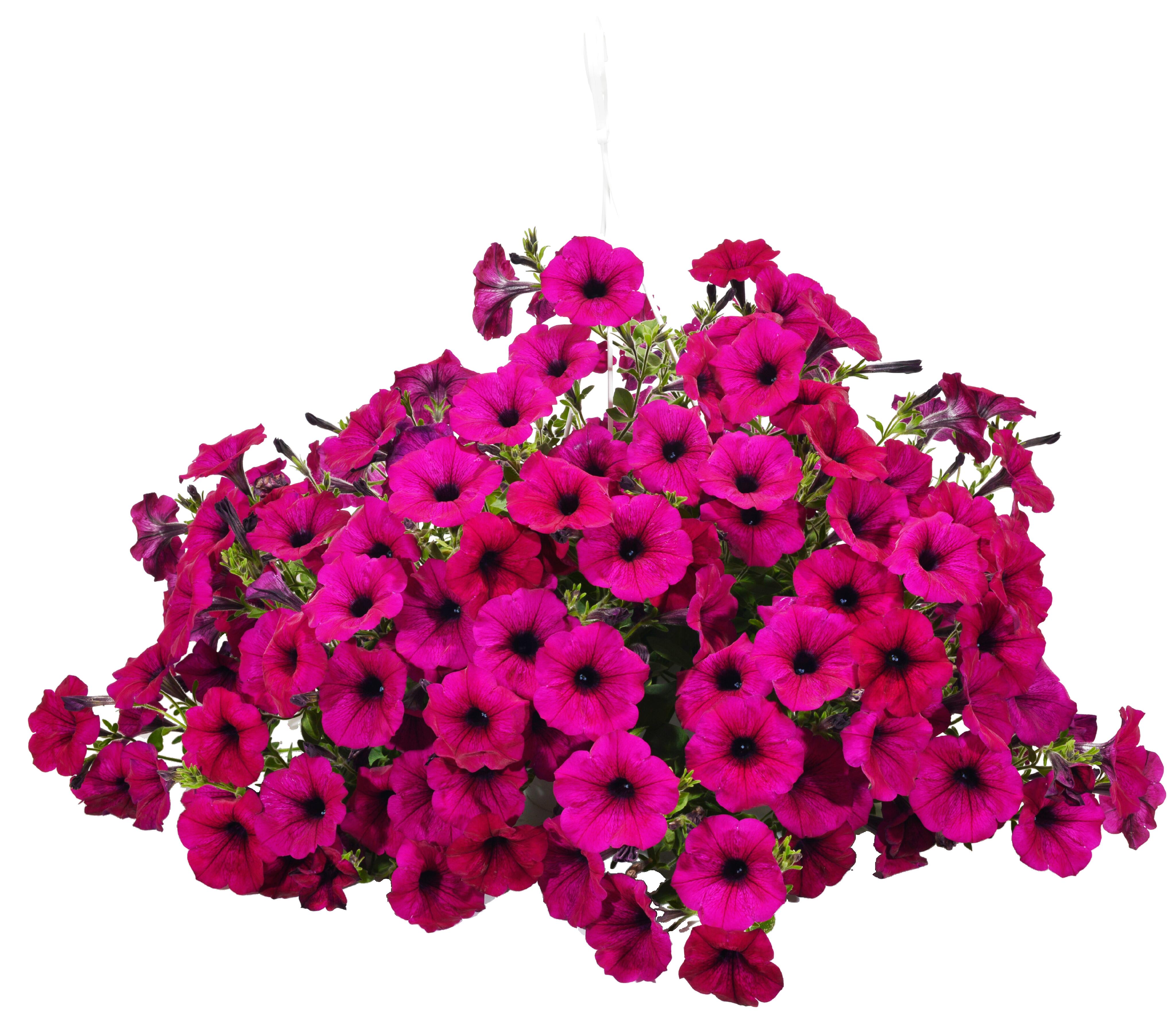 Petunia Ampel 25-35 cm