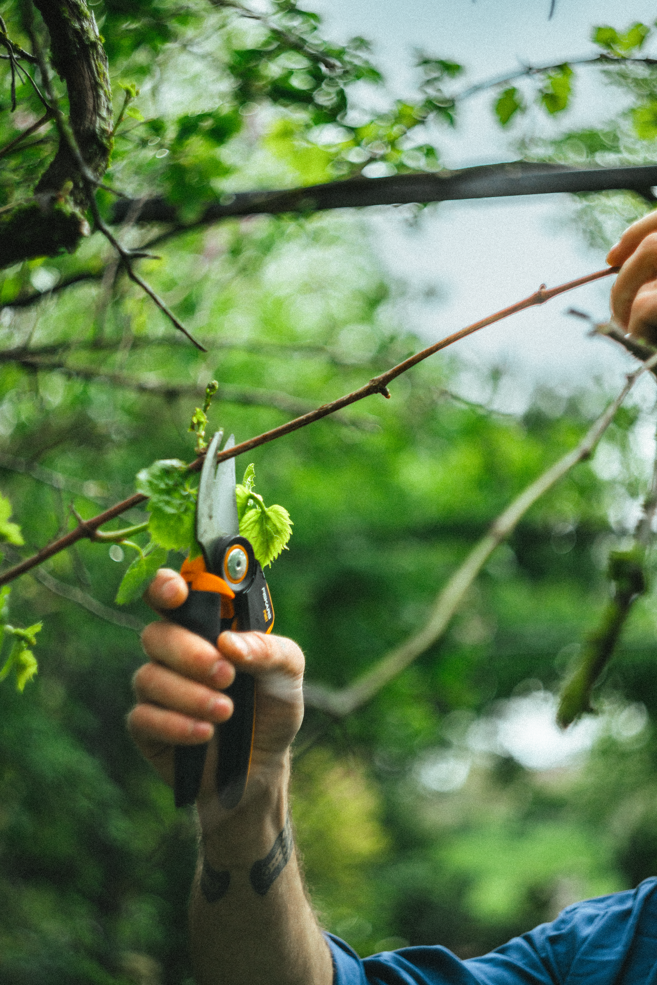 Sekator nożycowy do kwiatów i gałęzi Fiskars P961 Powergear - 10