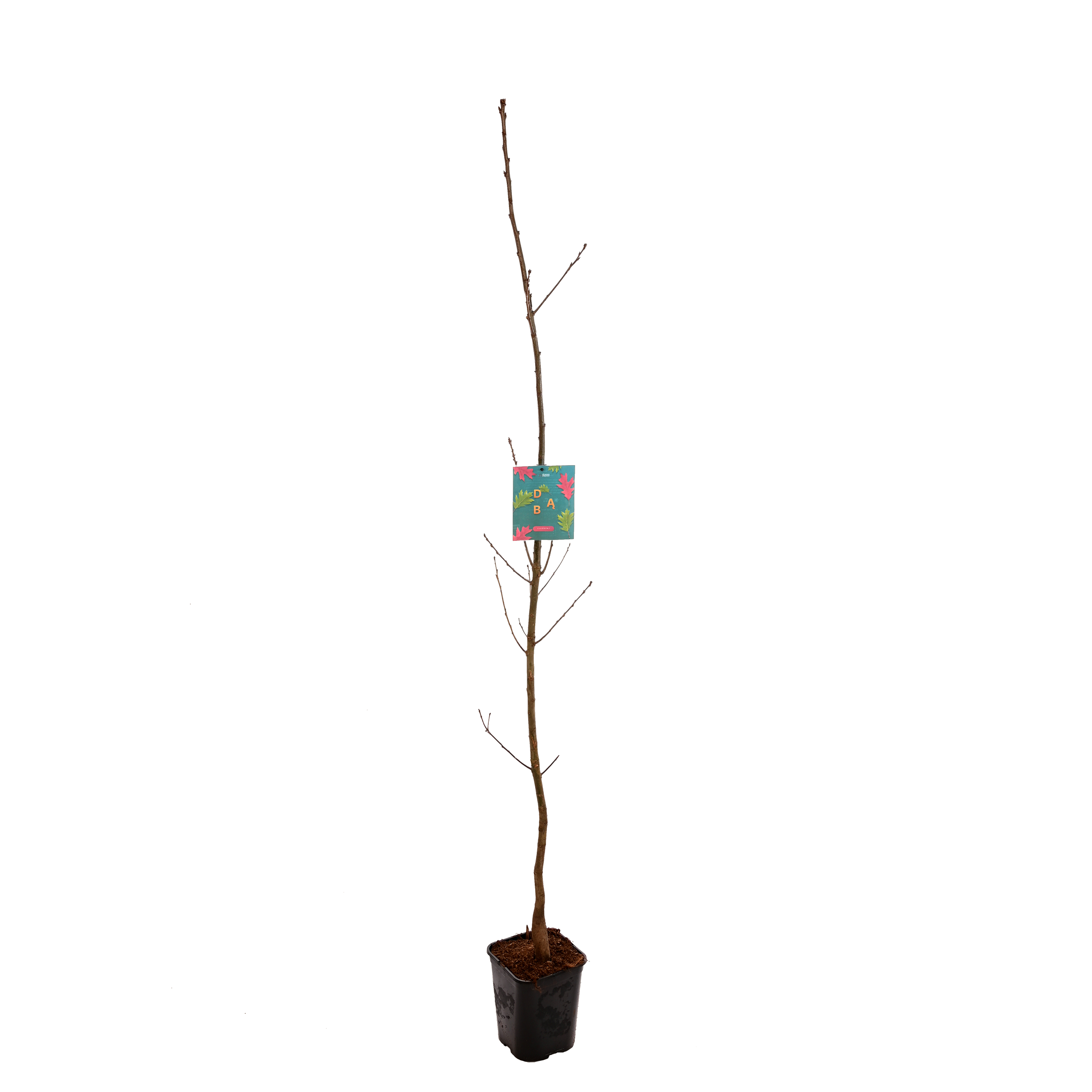 Dąb czerwony 150 cm