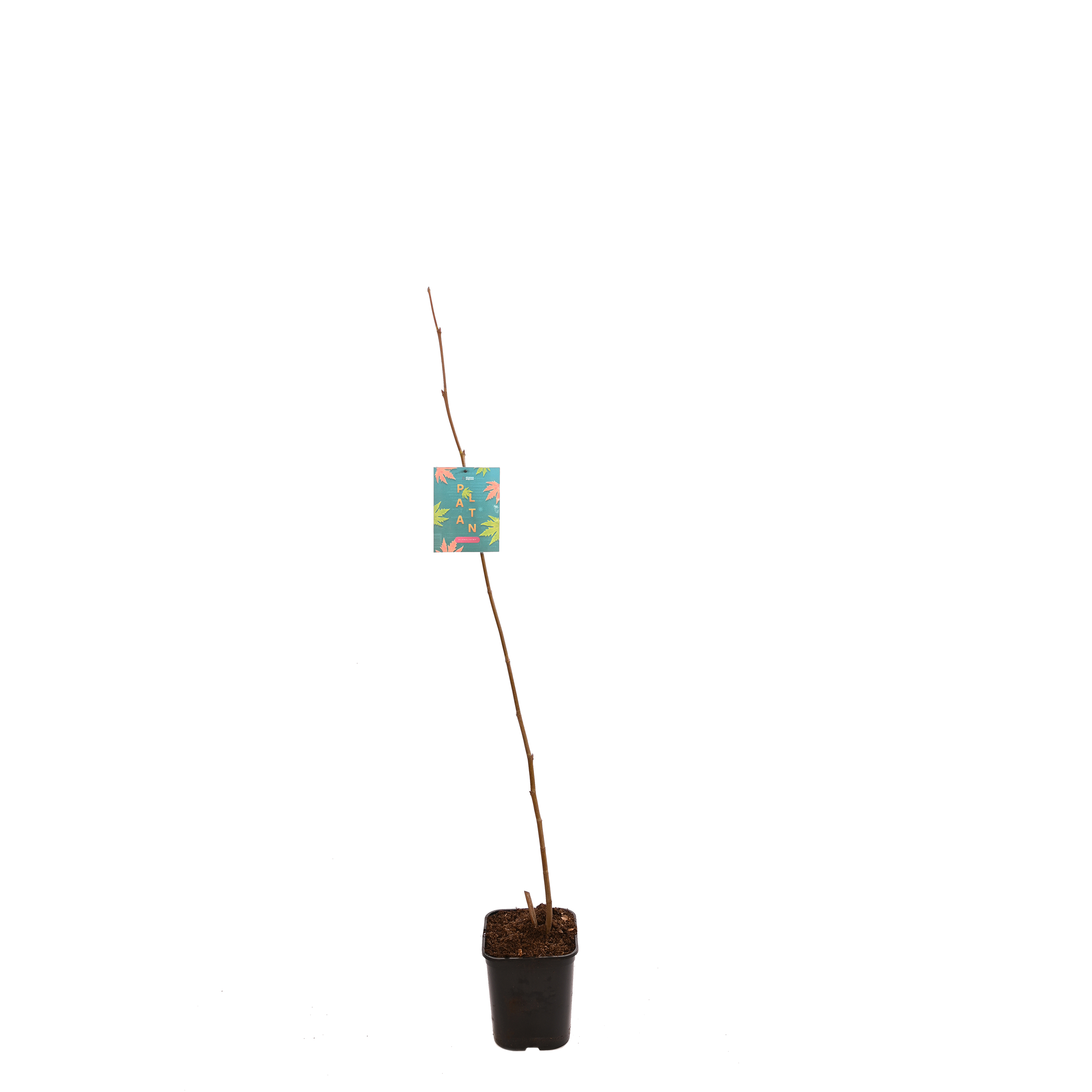 Platan klonolistny 150 cm
