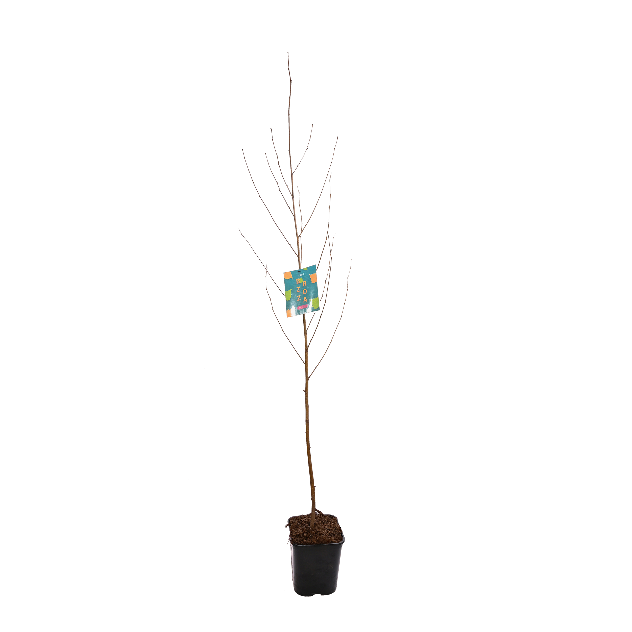 Brzoza papierowa 150 cm