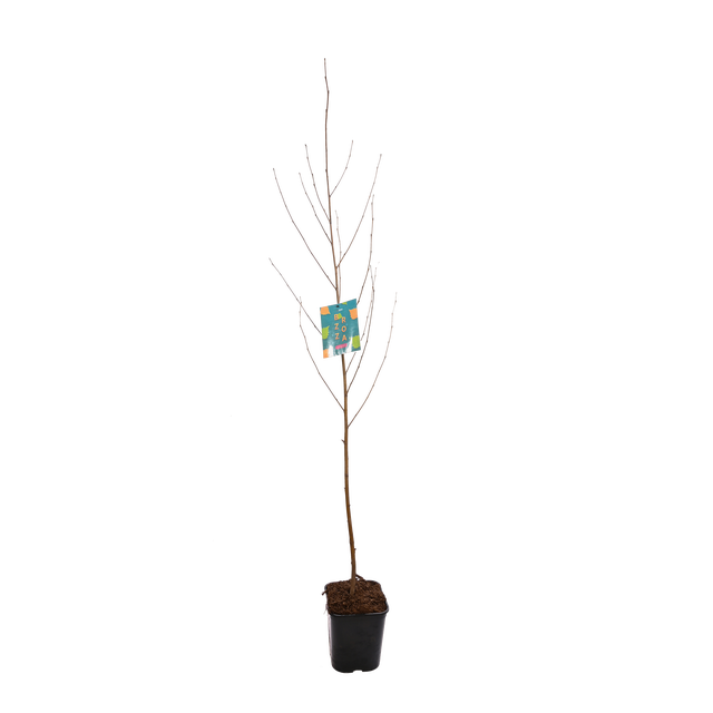 Brzoza papierowa 150 cm