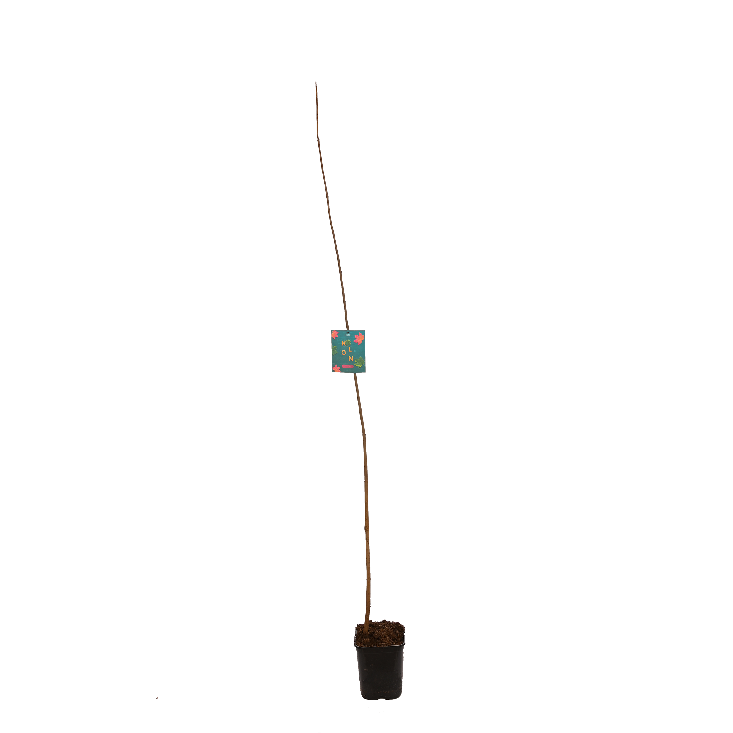 Klon zwyczajny 150 cm
