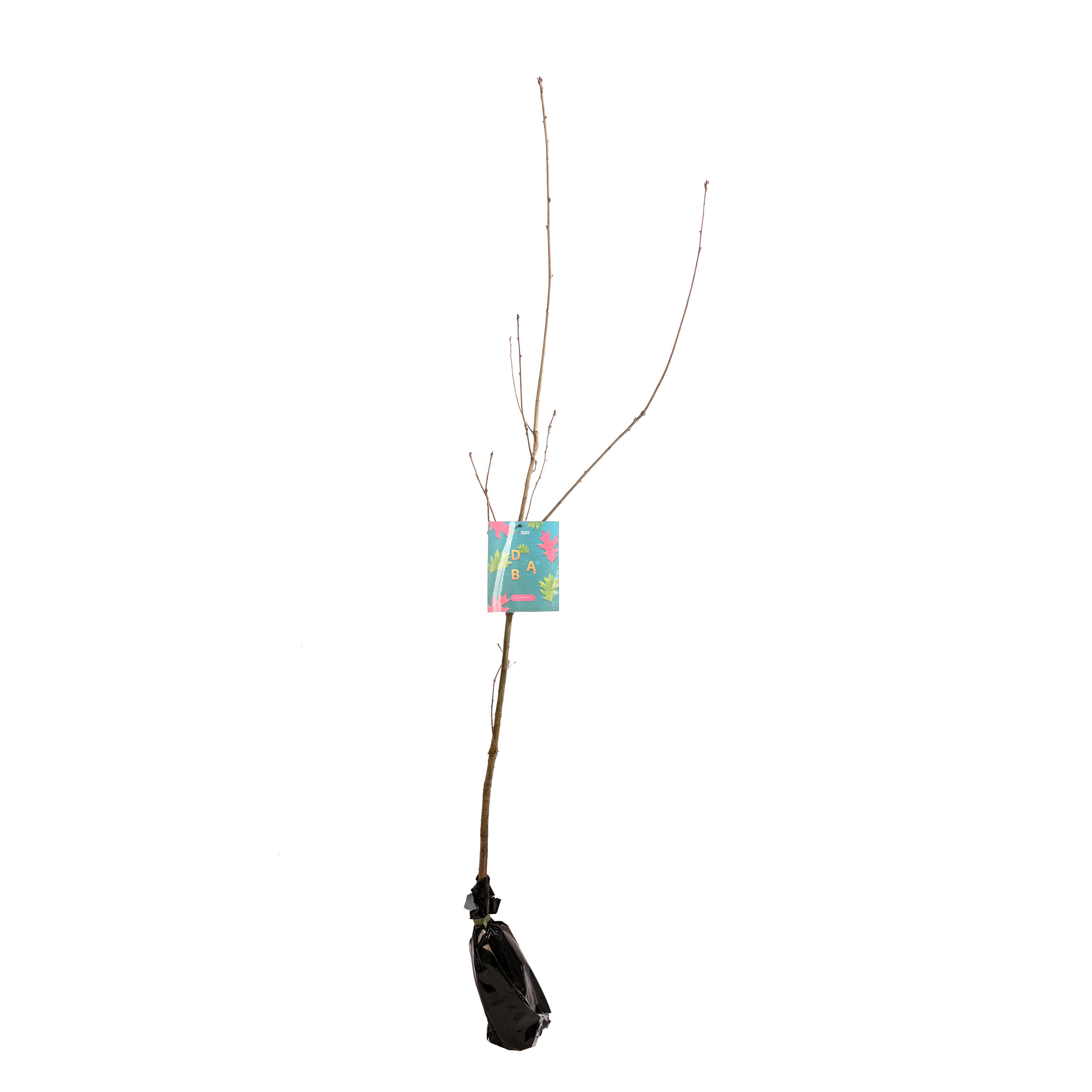 Dąb czerwony 150 cm