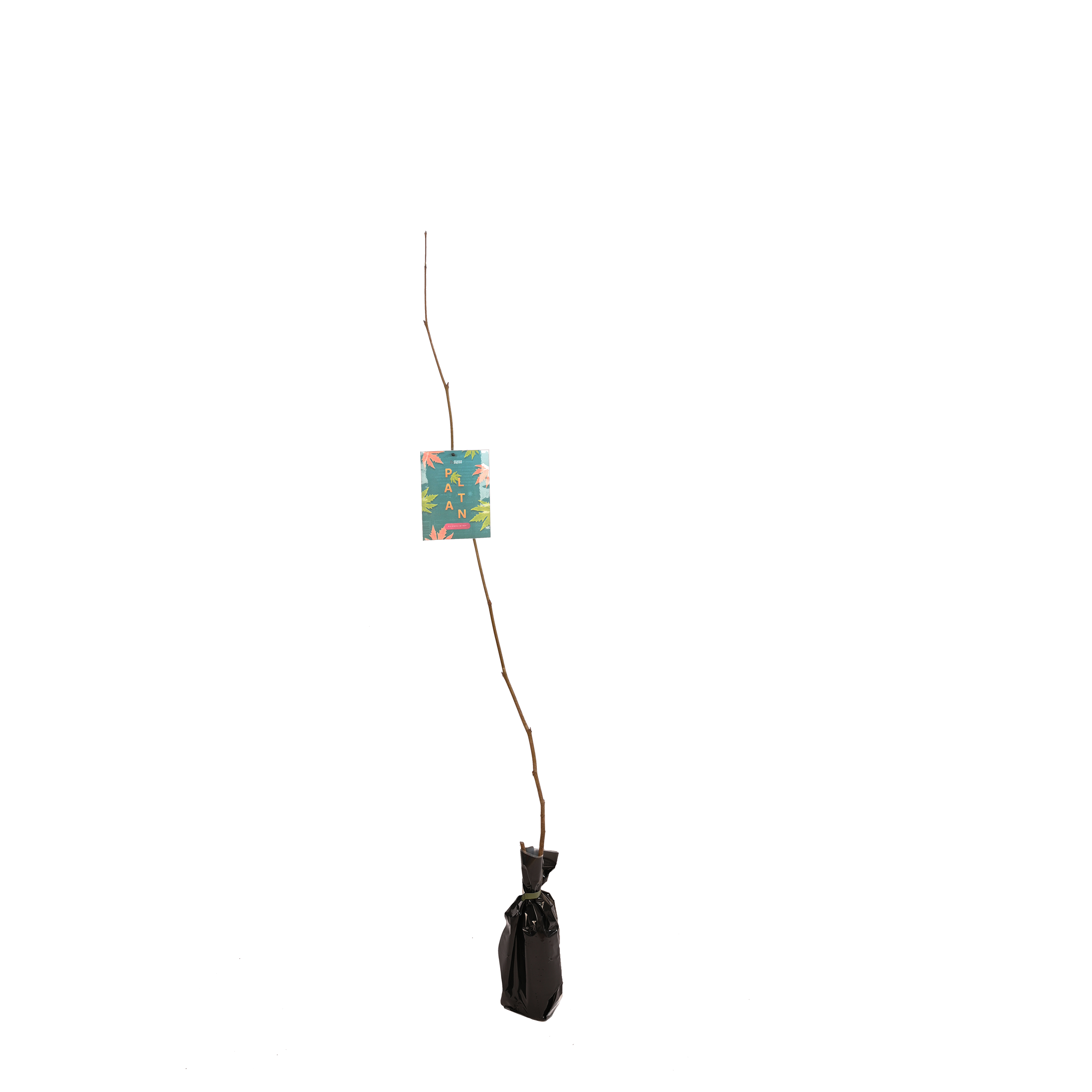 Platan klonolistny 150 cm