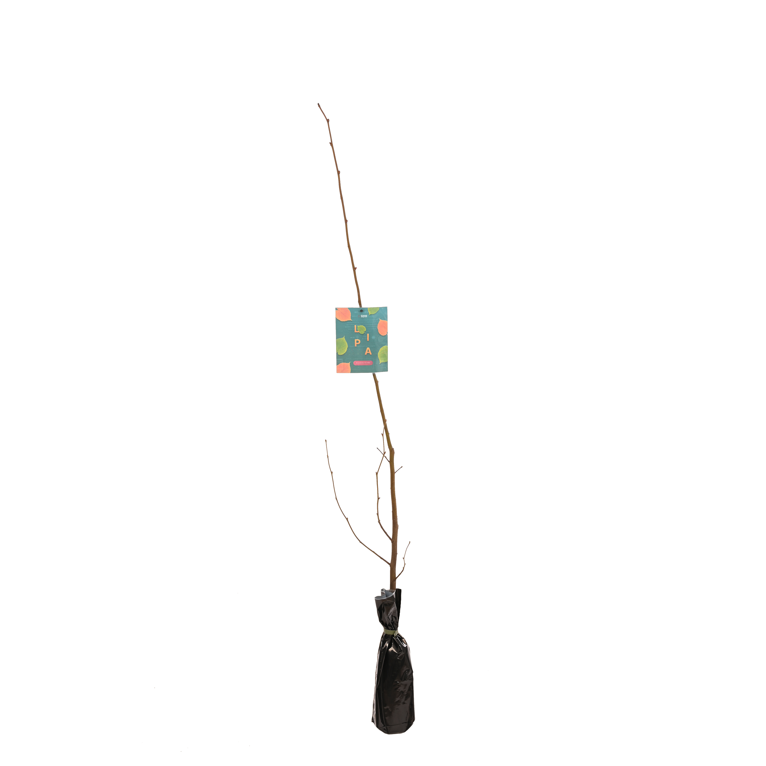 Lipa wąskolistna 150 cm