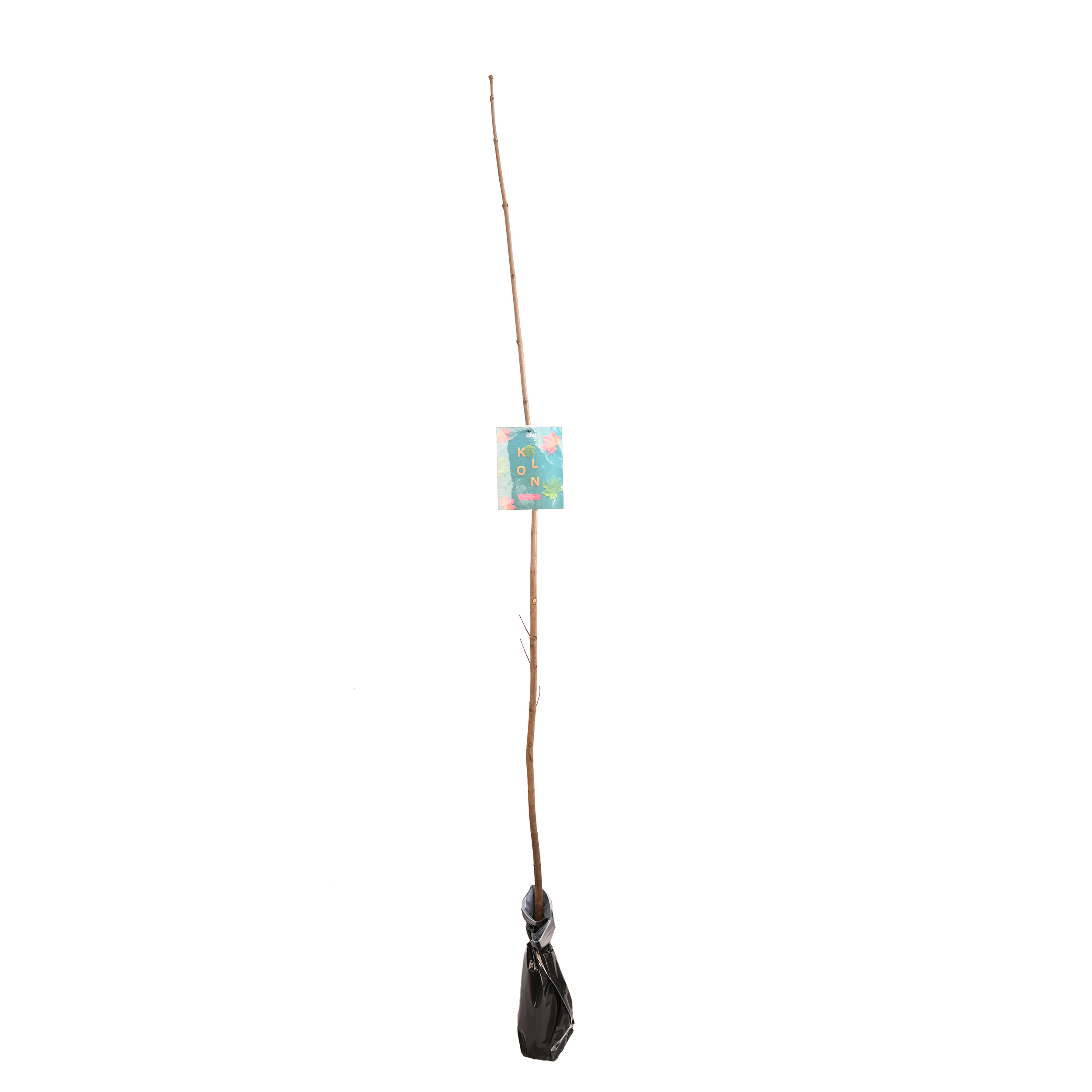 Klon zwyczajny 150 cm