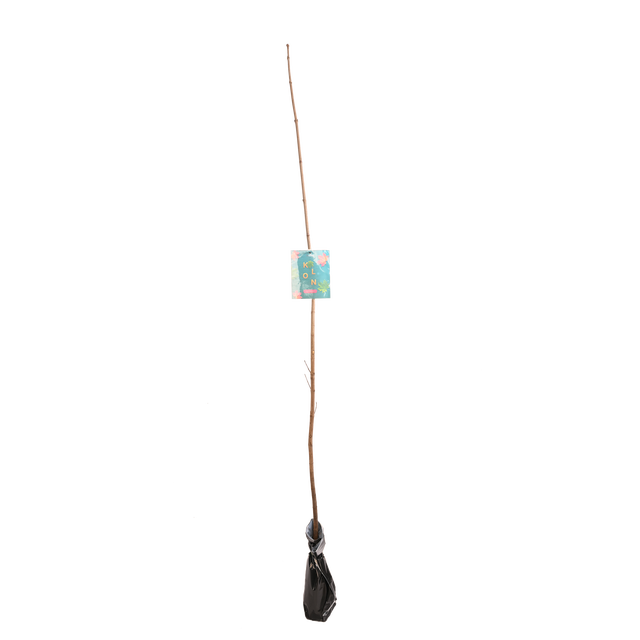 Klon zwyczajny 150 cm