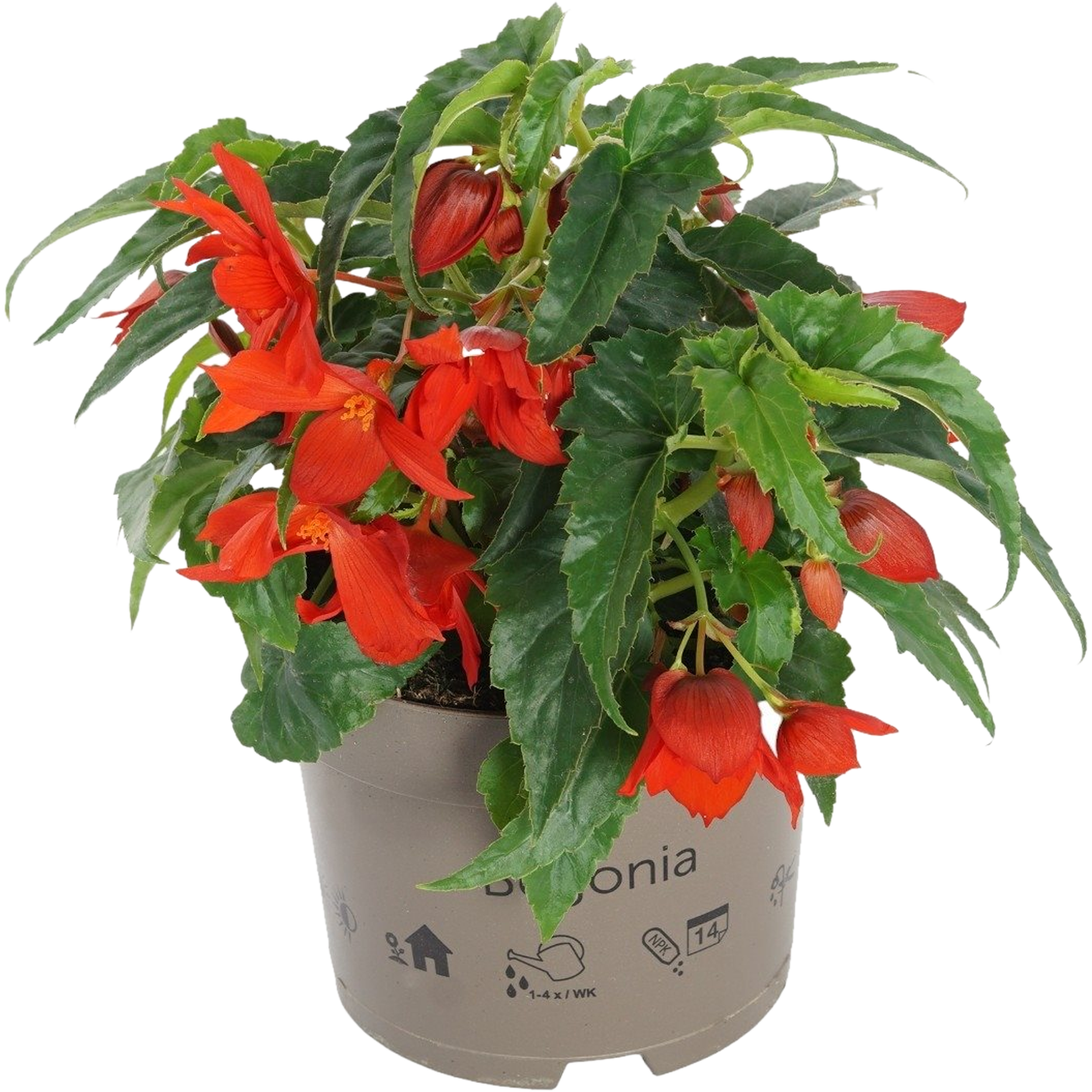 Begonia 25-30 cm