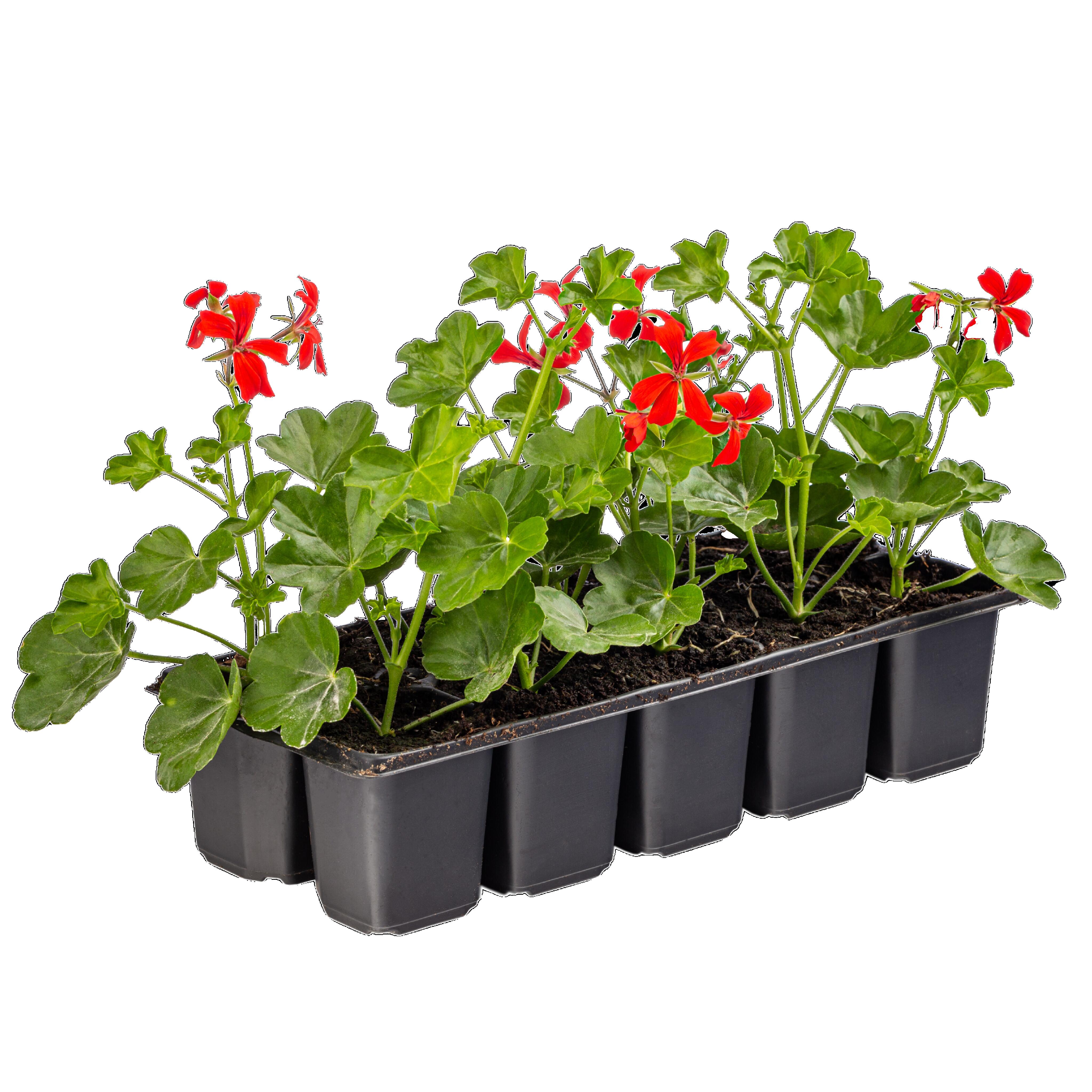 Pelargonia kaskadowa wisząca 10-pak 10-18 cm