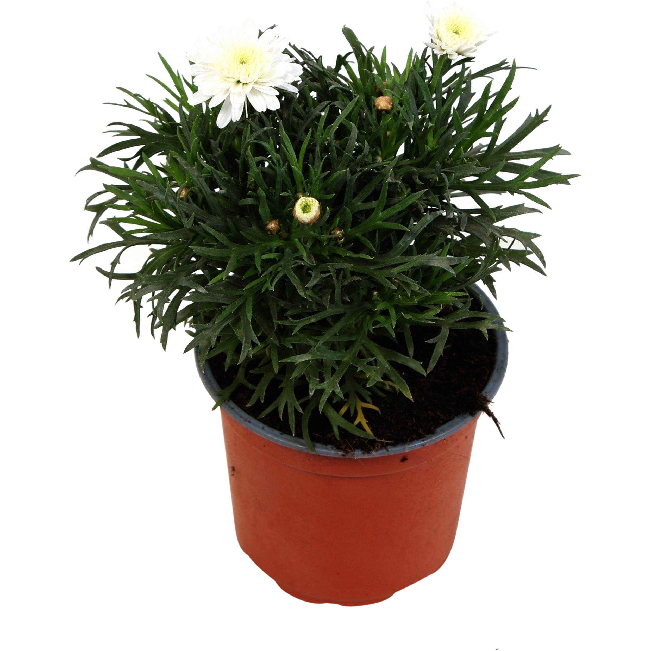 Margerytka Krzewiasta 10-15 cm
