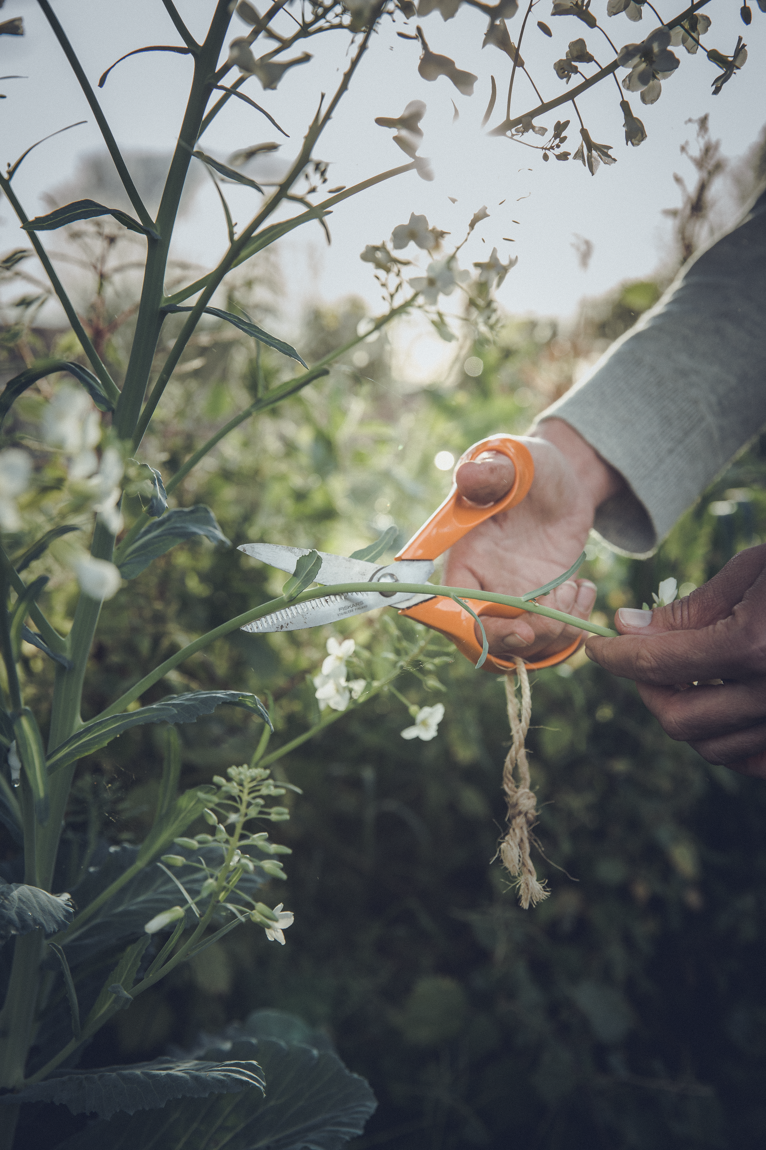 Nożyczki uniwersalne do kwiatów 18 cm Fiskars - 6