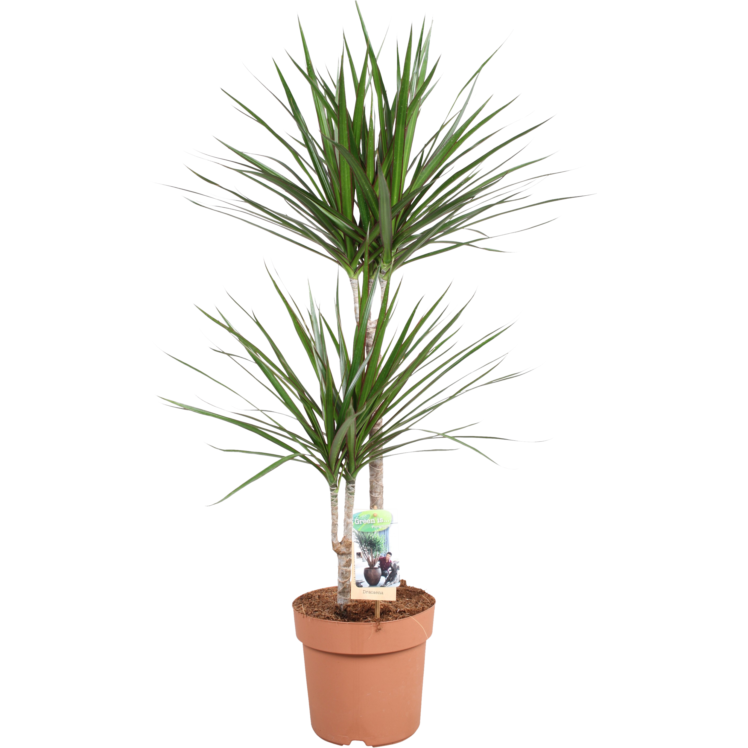 Dracena Marginata 90-100 cm