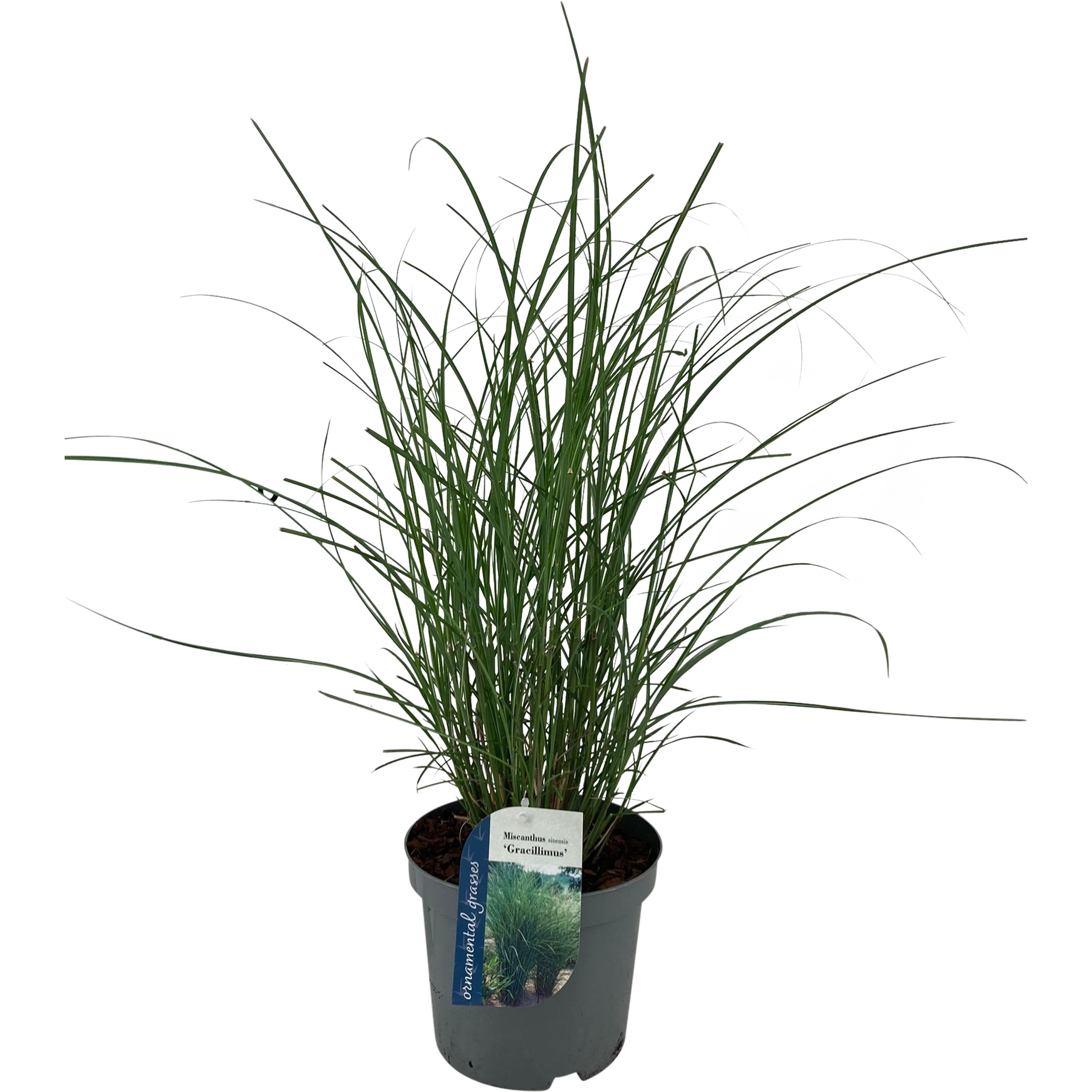 Miskant 25-60 cm
