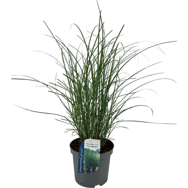 MISKANT 25-60CM P17 RET 94945397