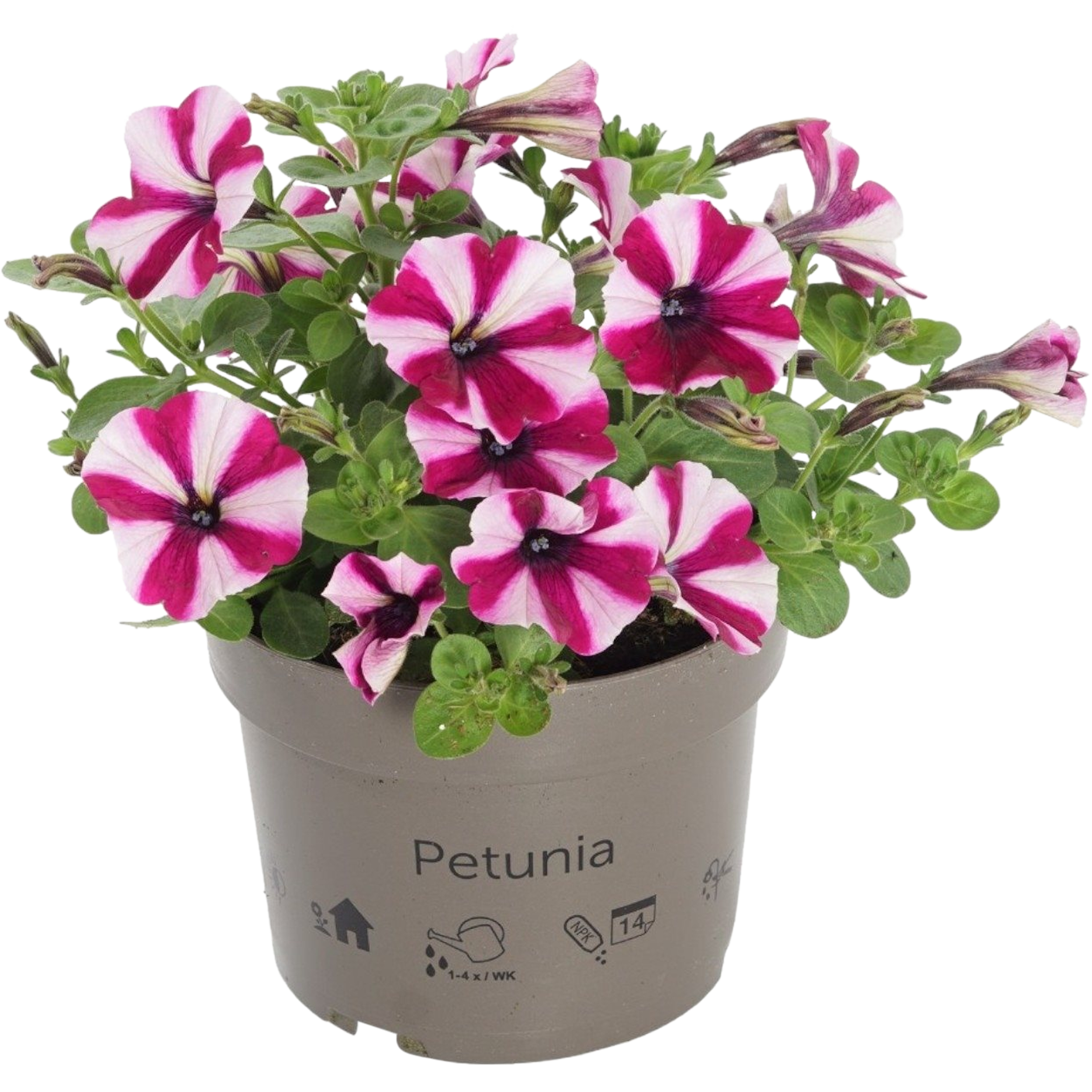 Petunia 25-30 cm