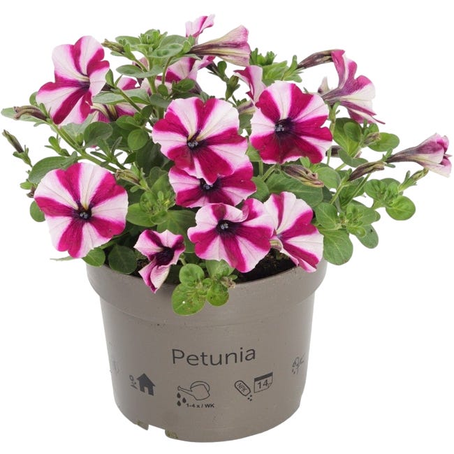 Petunia 25 30 cm 94945390