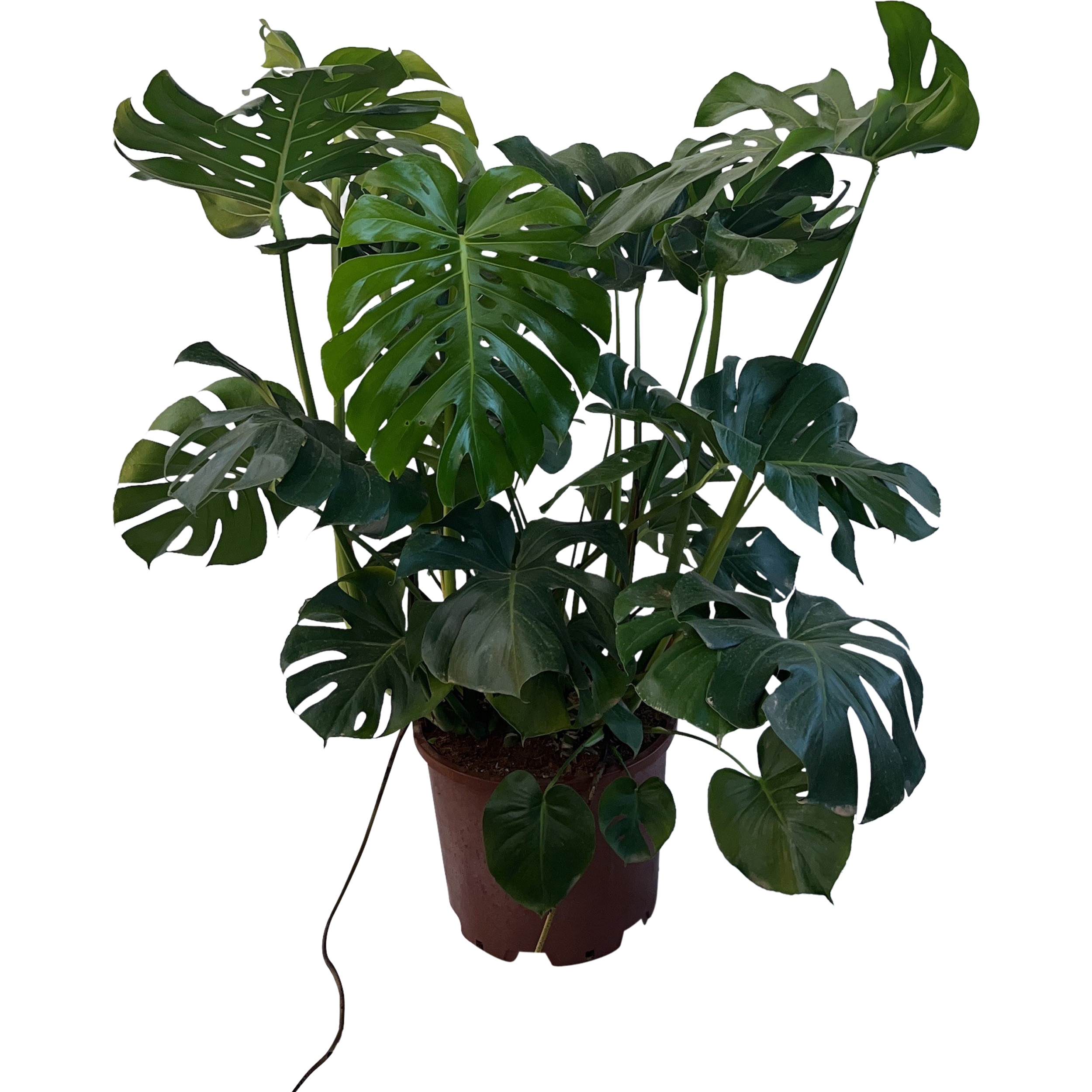 indian coleus plant Coleus Starter Plant - Indian Summer - Vibrant Ornamental Foliage - Live  Rooted main image 1