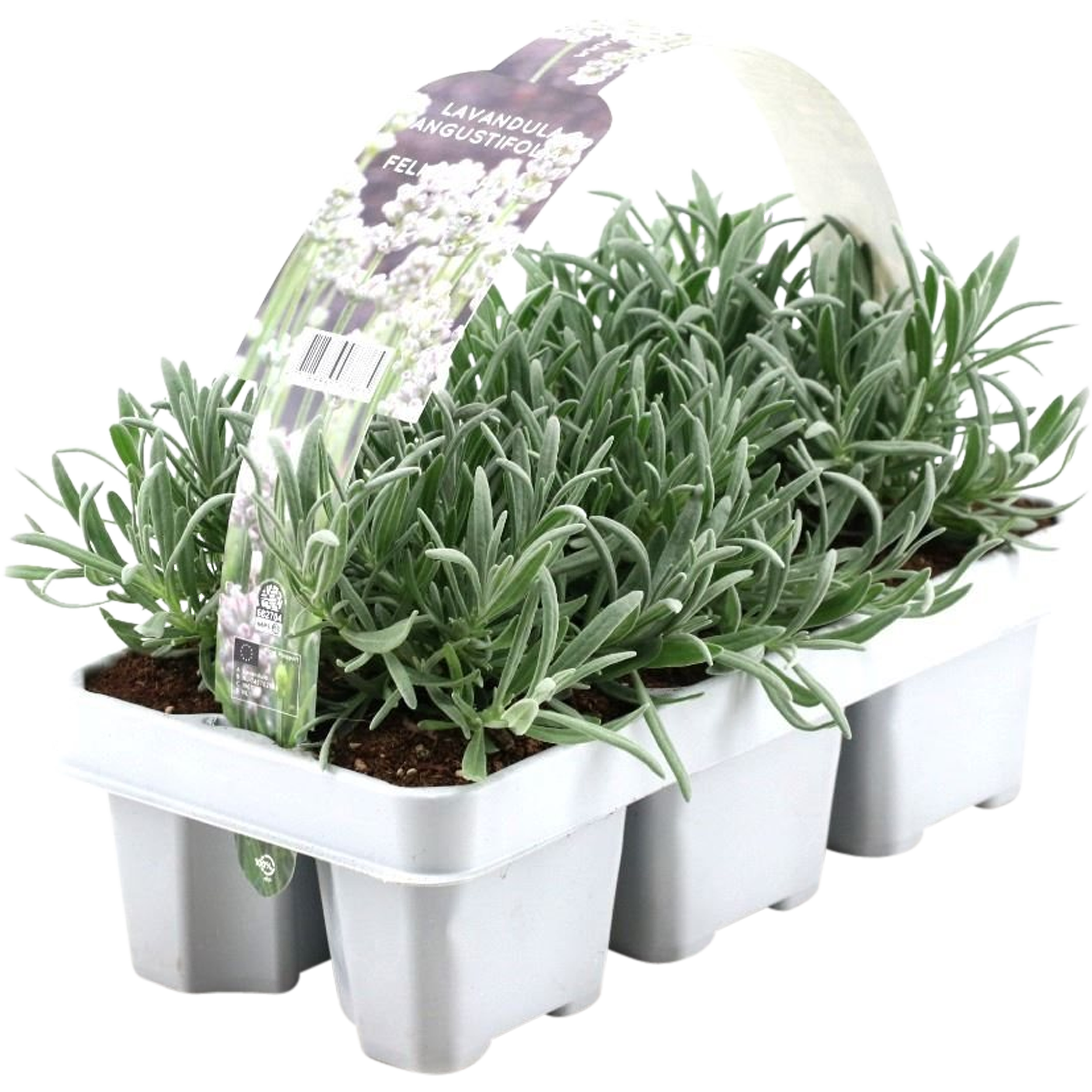 Lawenda angielska White 6-pak 20 cm