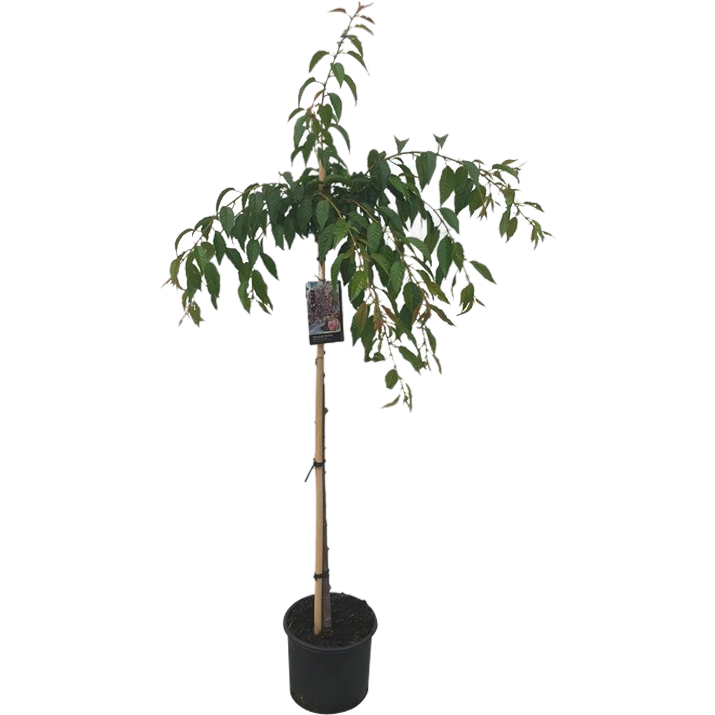 Wiśnia Kiku Shidare 140-160 cm