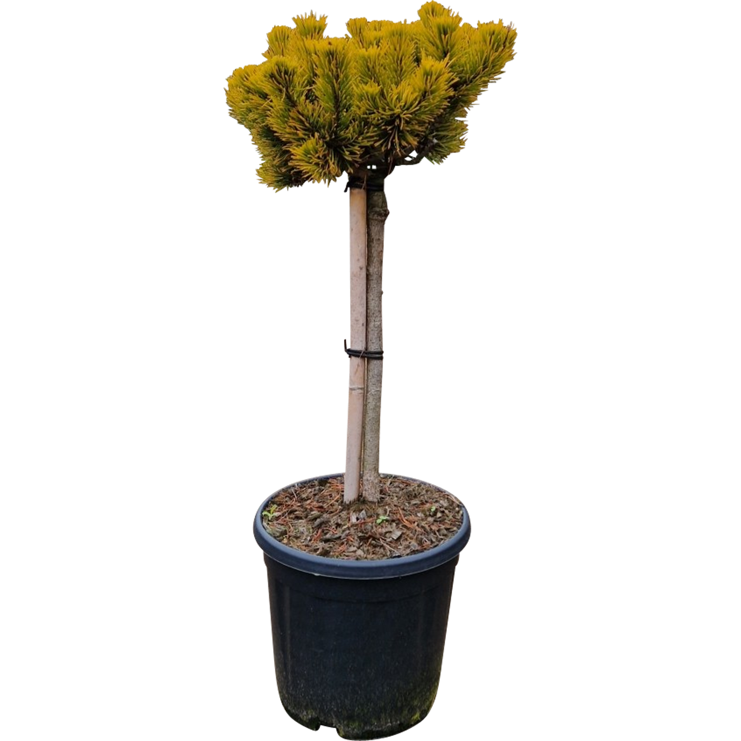 Sosna górska Wintergold 40 cm