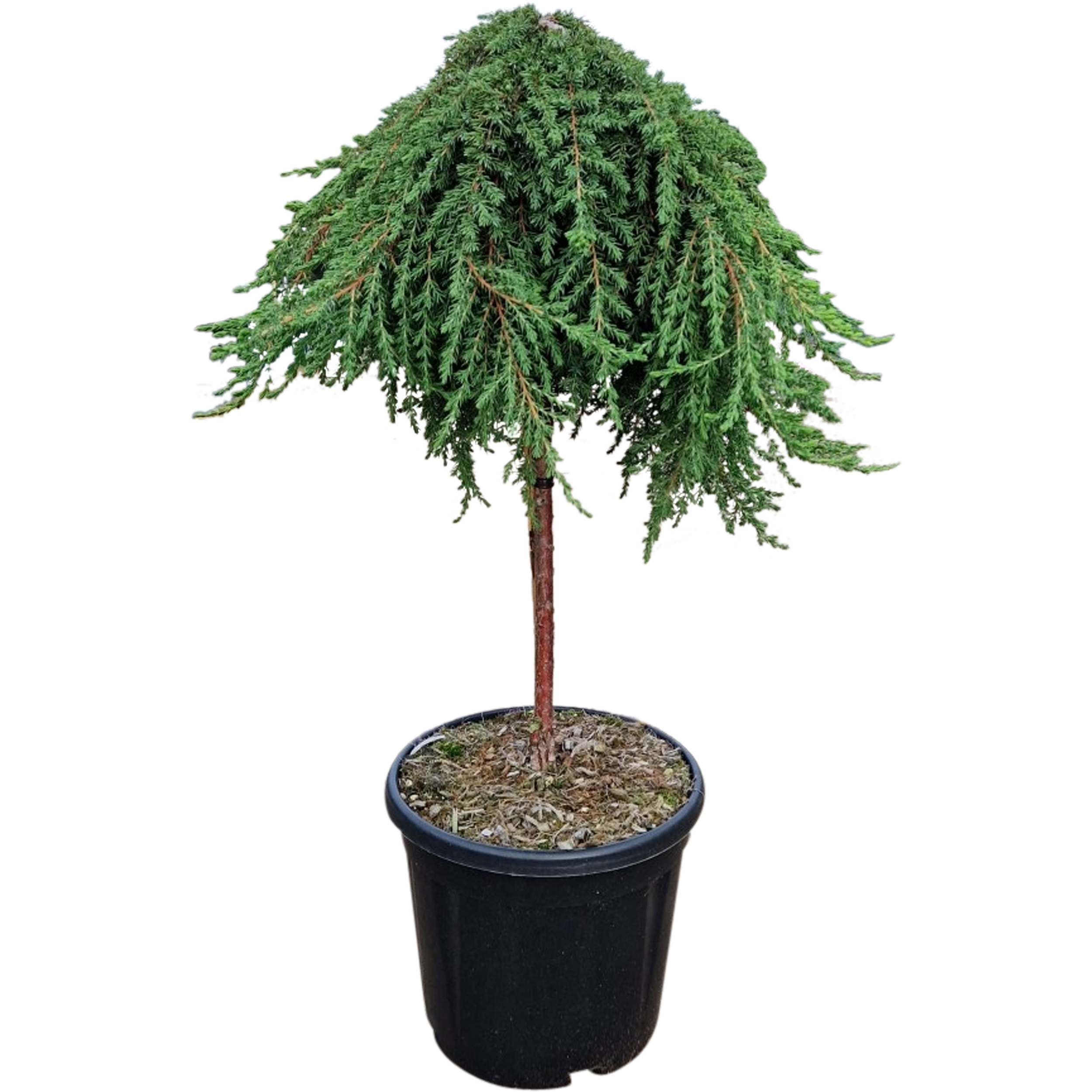 Jałowiec pospolity Green Mantle 60 cm