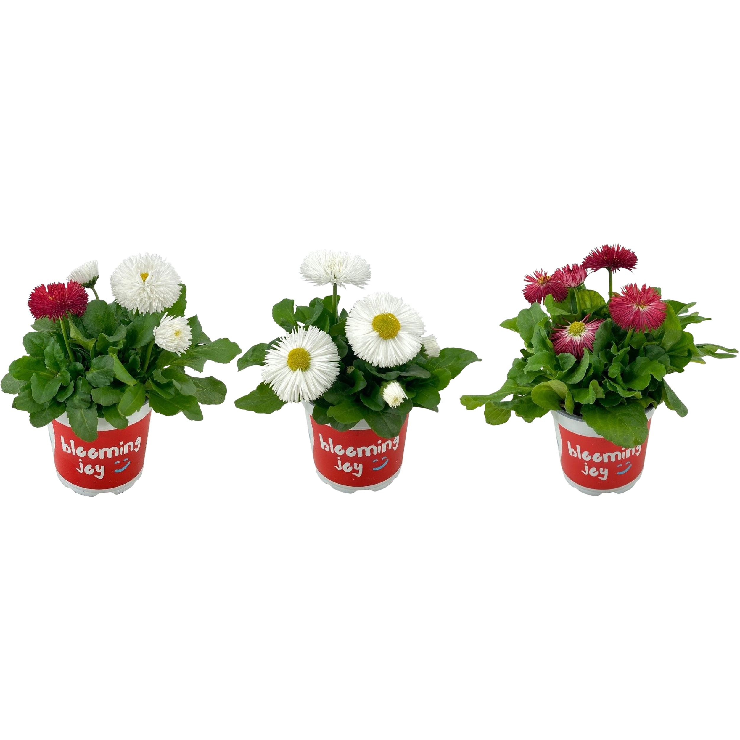 Stokrotka pospolita 20-25 cm