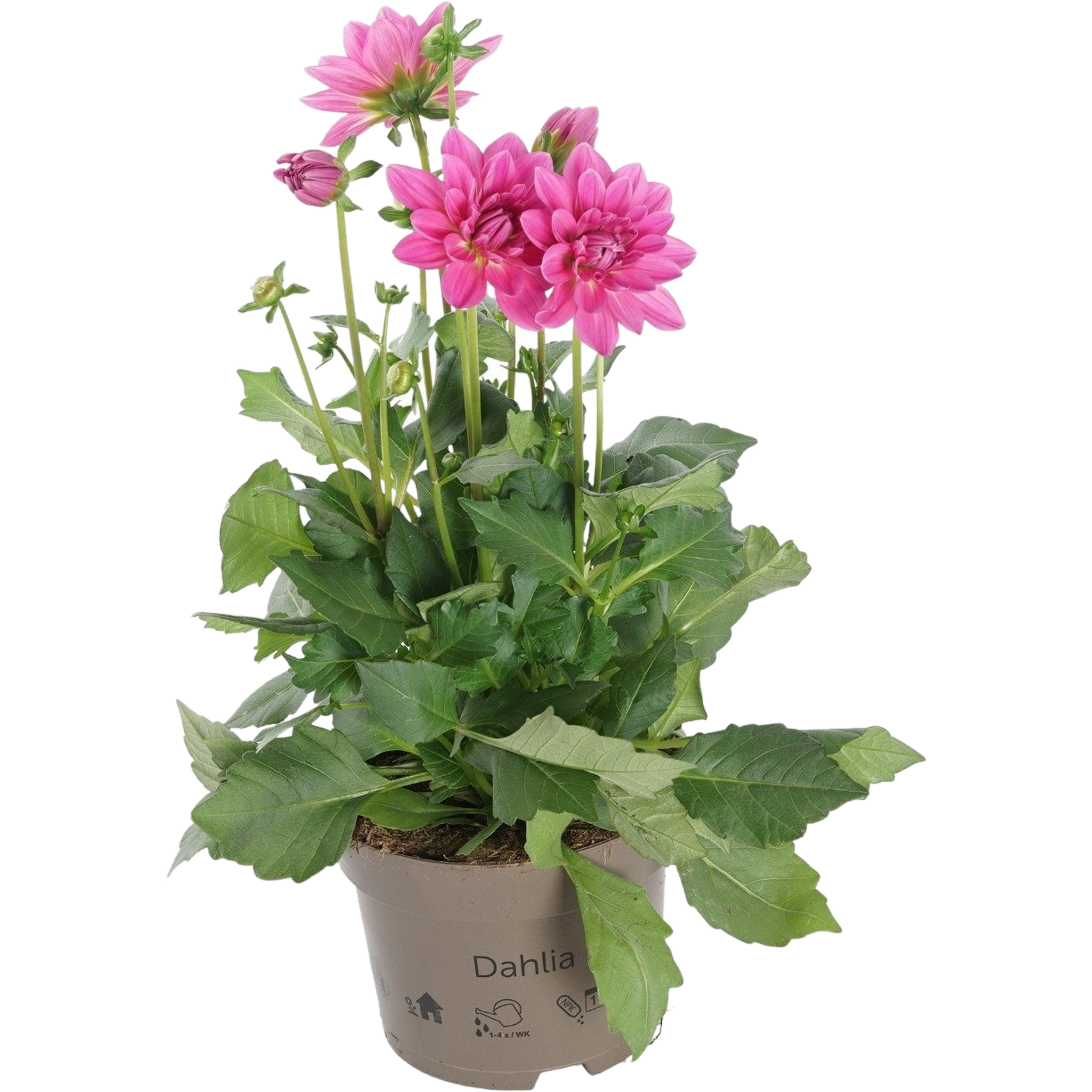 Dalia 25-30 cm