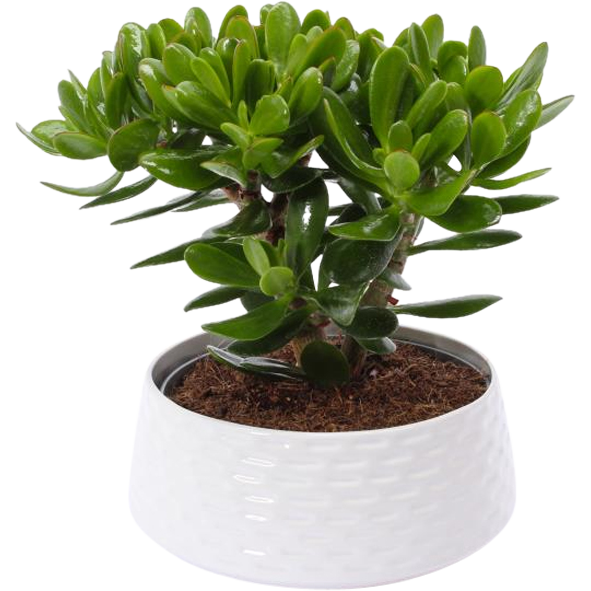 Grubosz Drzewko szczęscia Rubasznica mix 45 cm