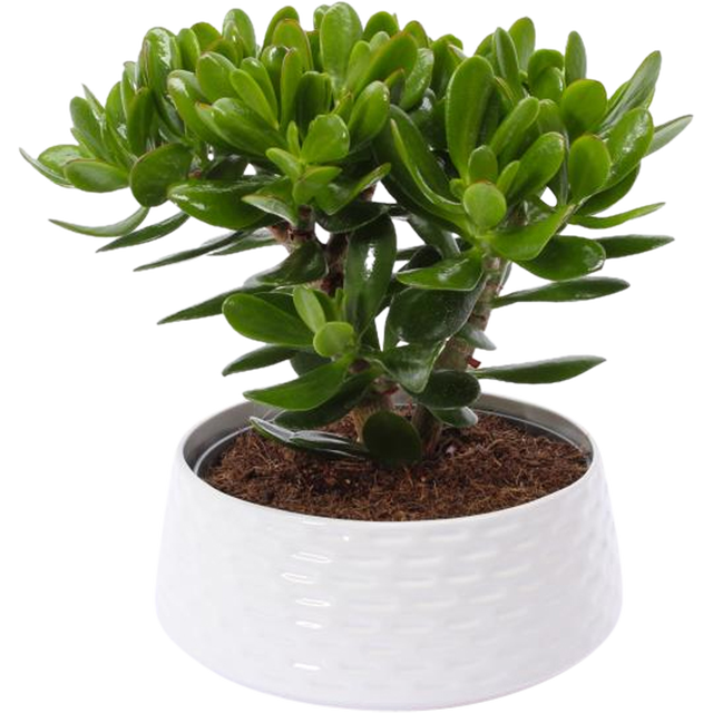 Grubosz Drzewko szczęscia Rubasznica mix 45 cm