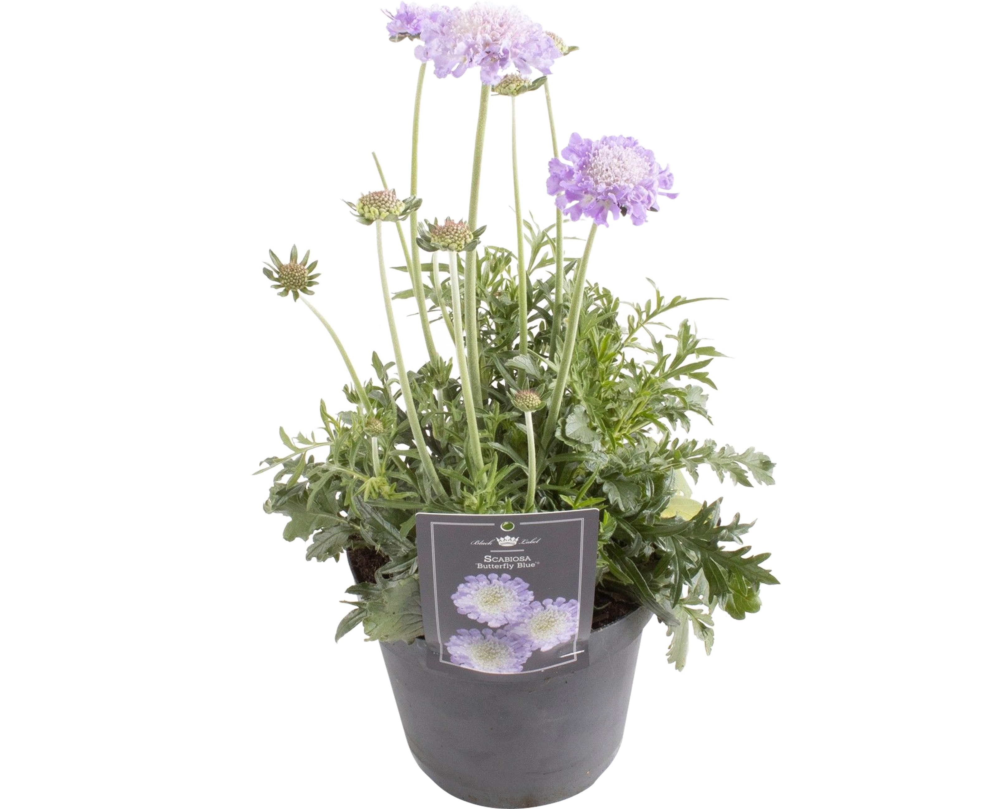 Scabiosa Butterfly Blue 20-30 cm