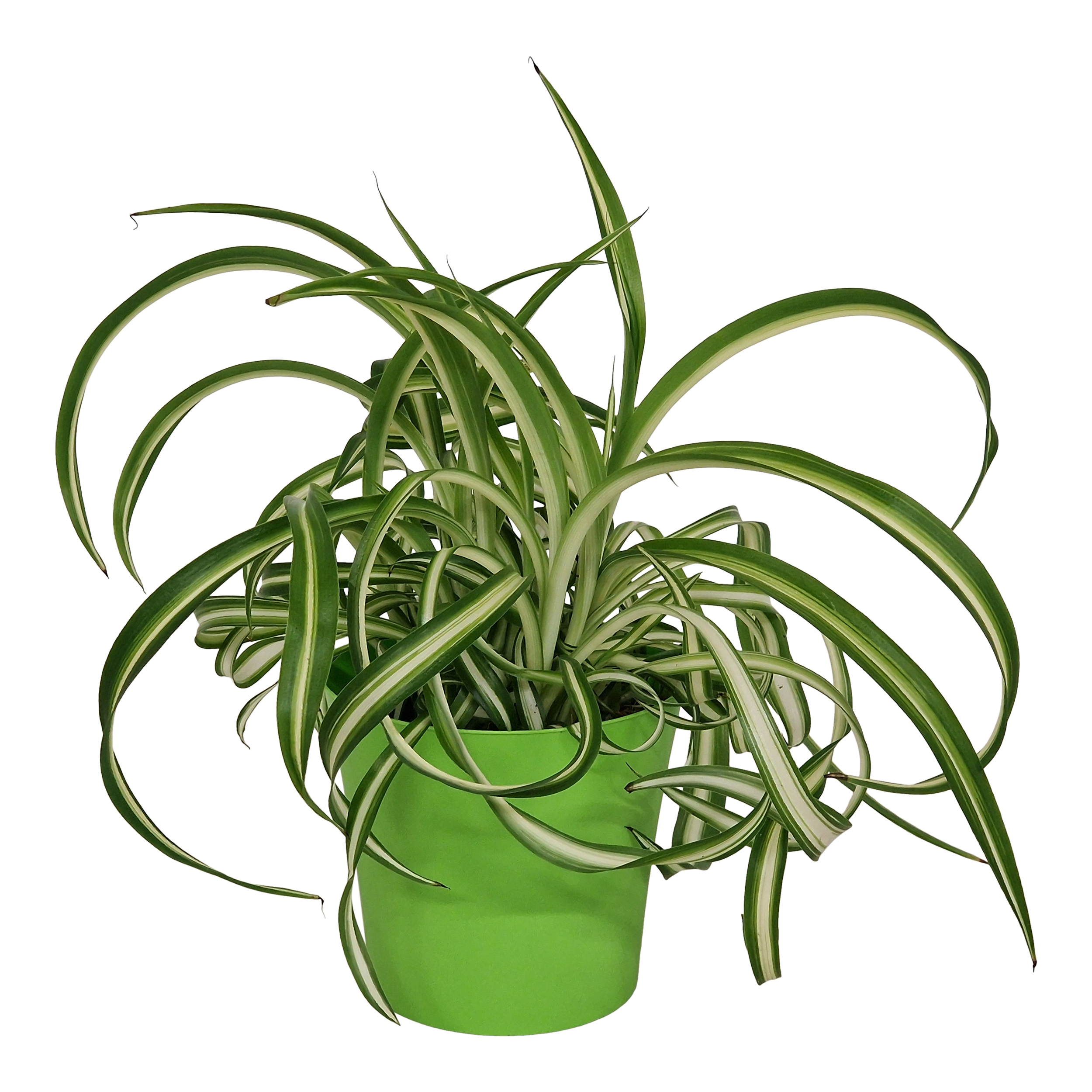 Zielistka czubiasta Chlorophytum Variegatum w osłonce 25 cm