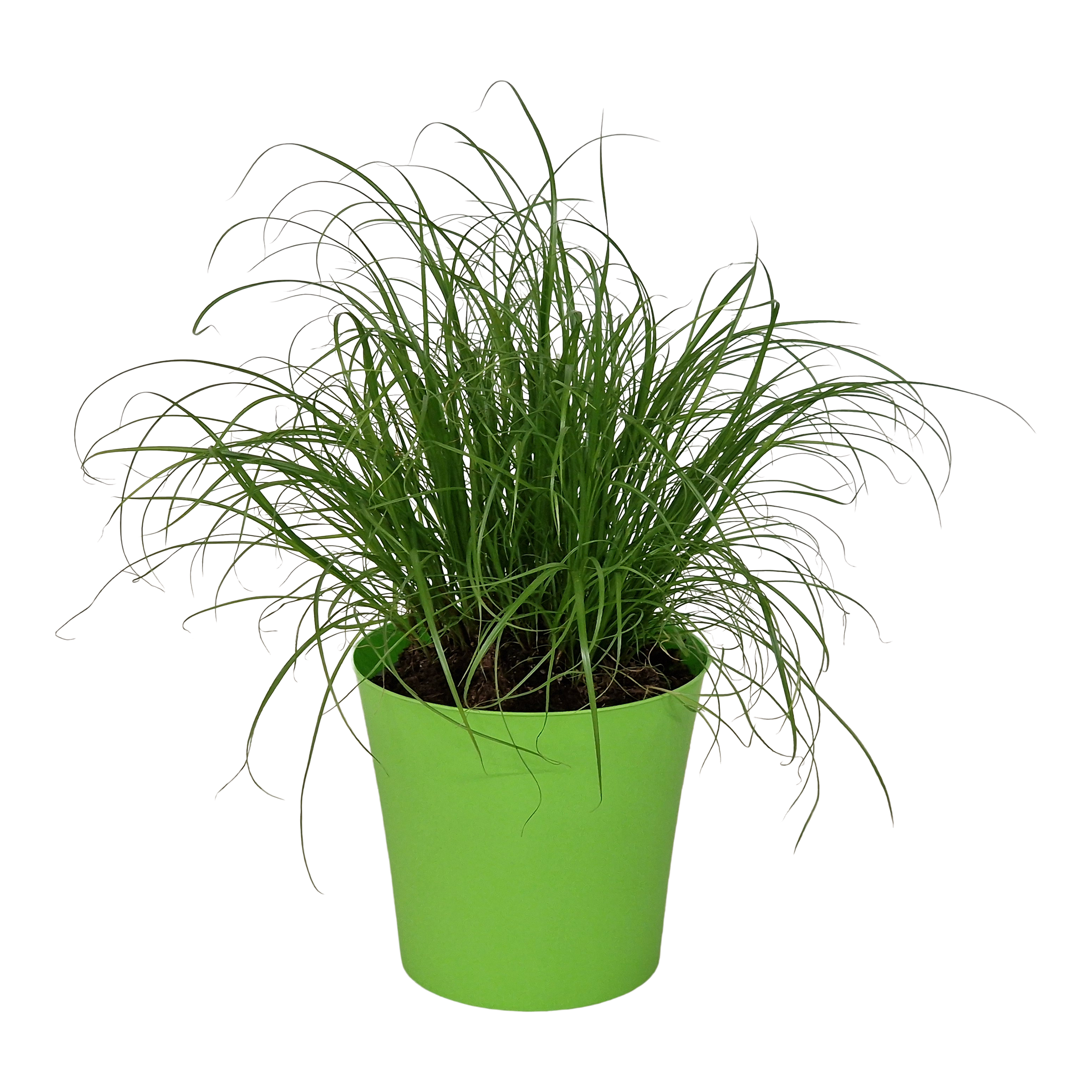 Cyperus Zumula kocia trawa w osłonce 30 cm