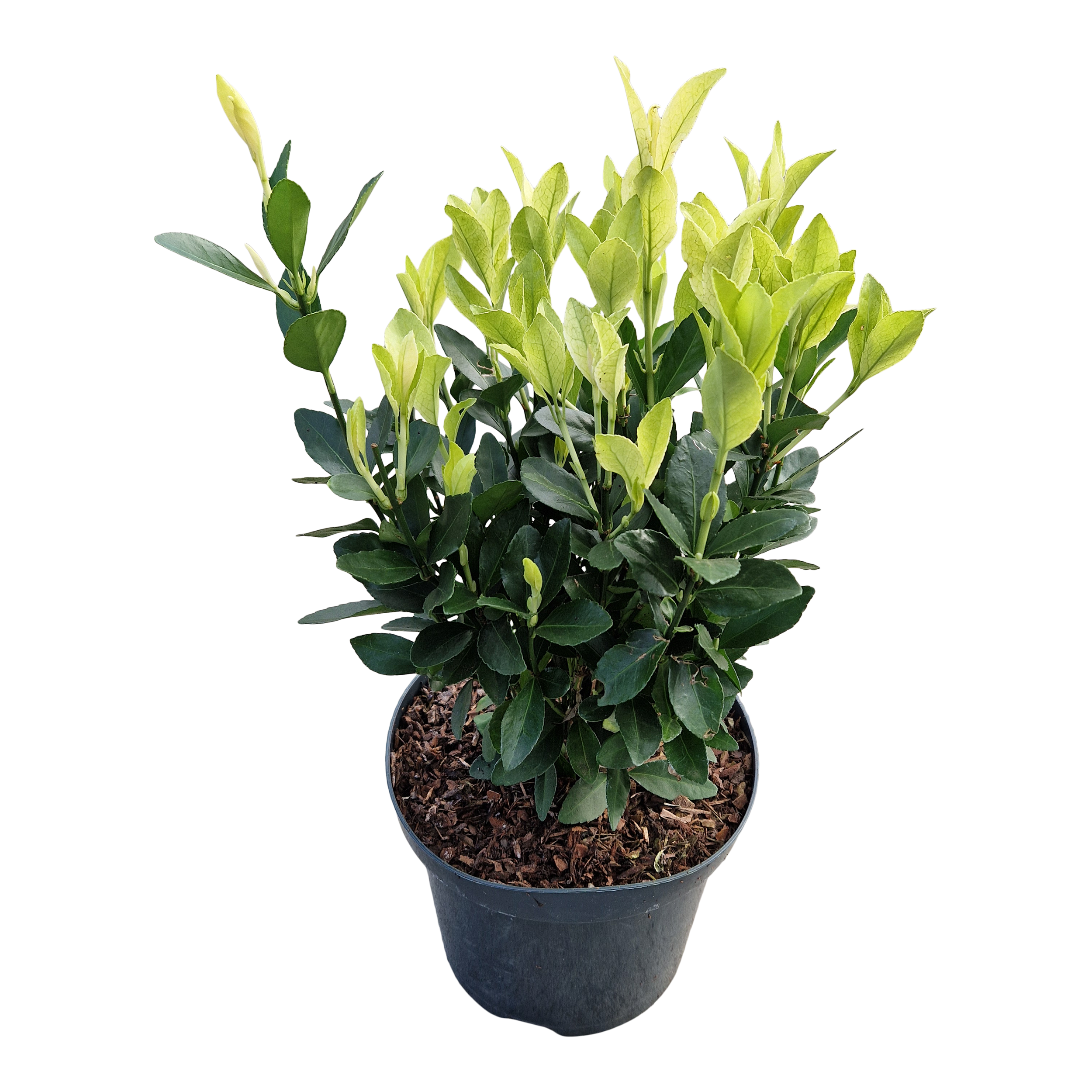 Trzmielina japońska Himalaya mix 45 cm