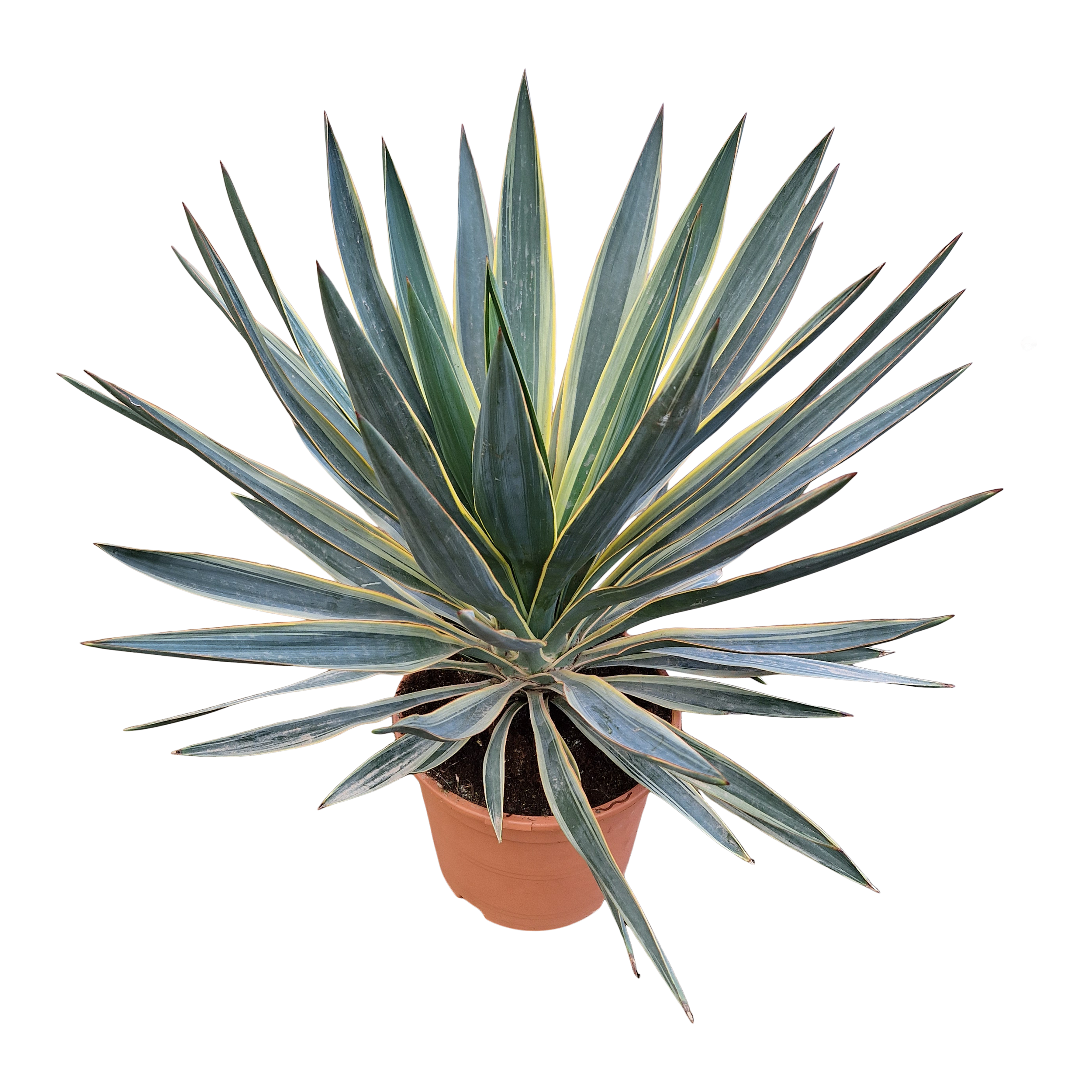 Juka Gloriosa Veriegata 50 cm