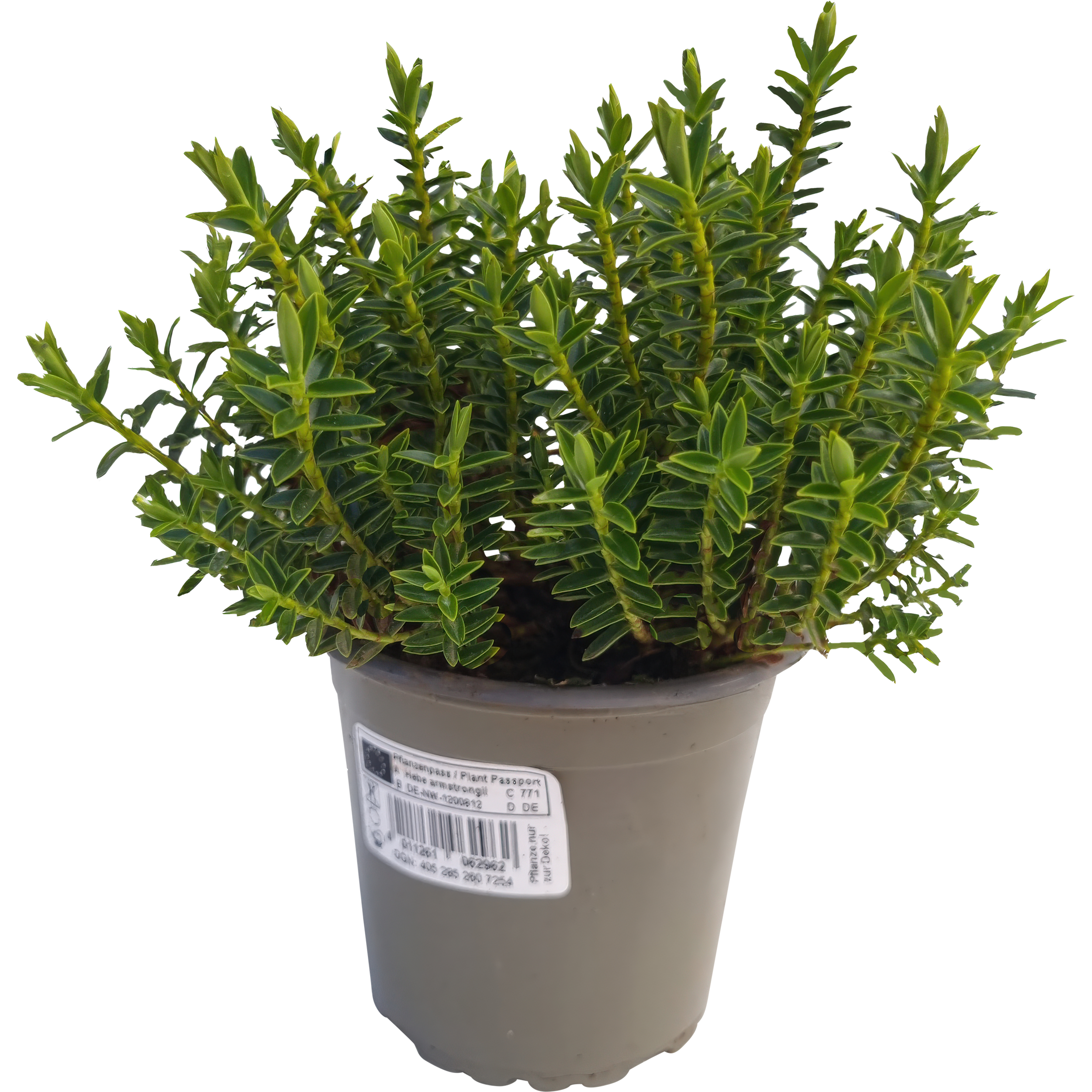 Hebe 15-20 cm