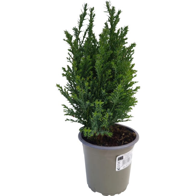 Rosliny iglaste mix 22 27 cm 94945415
