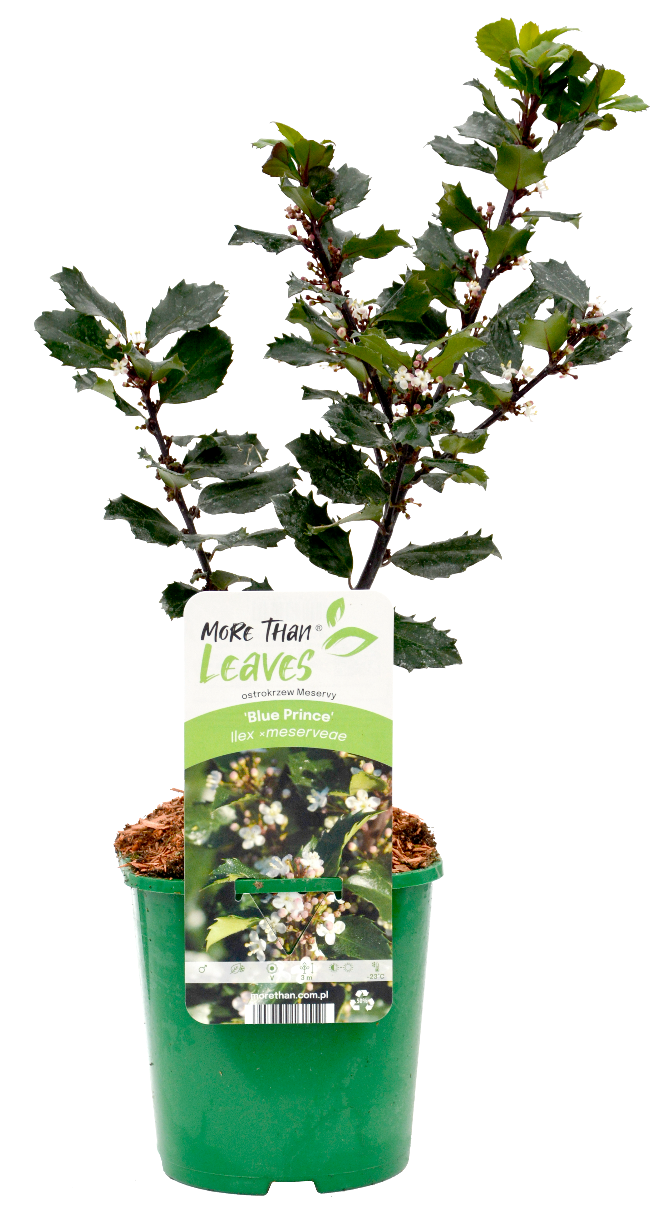 Ostrokrzew Ilex 45 cm