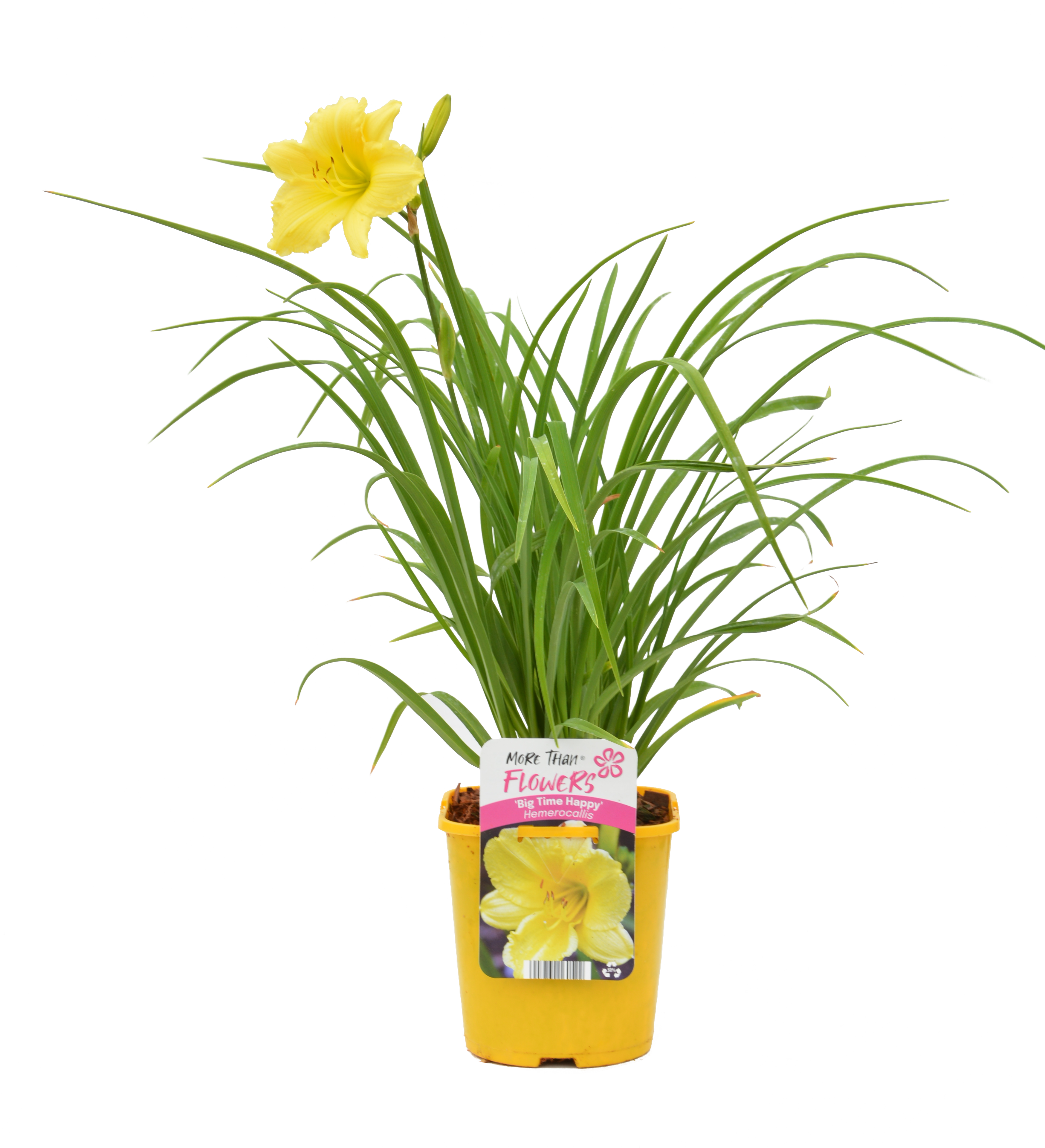 Liliowiec 45 cm