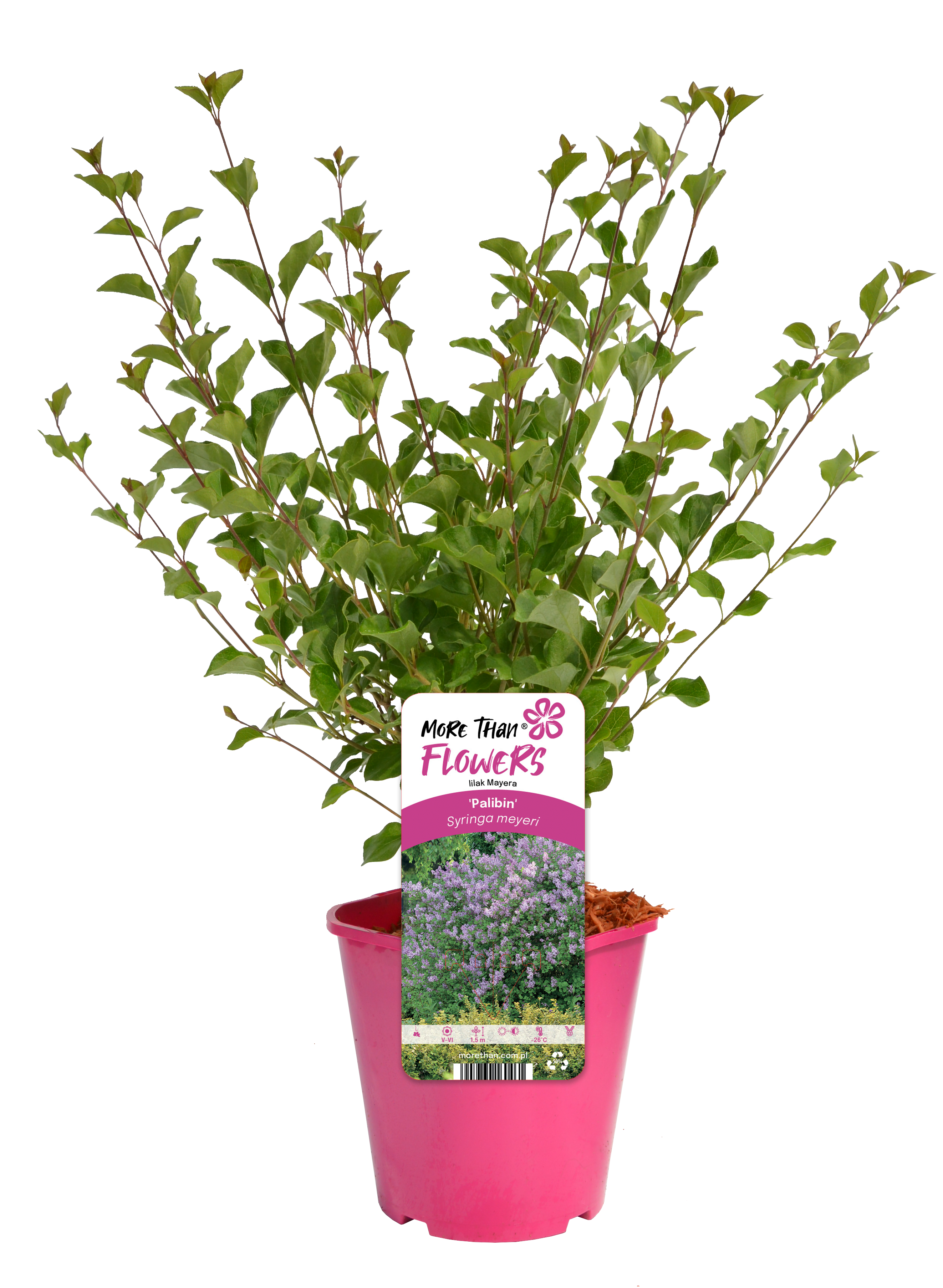 Lilak Syringa 45 cm