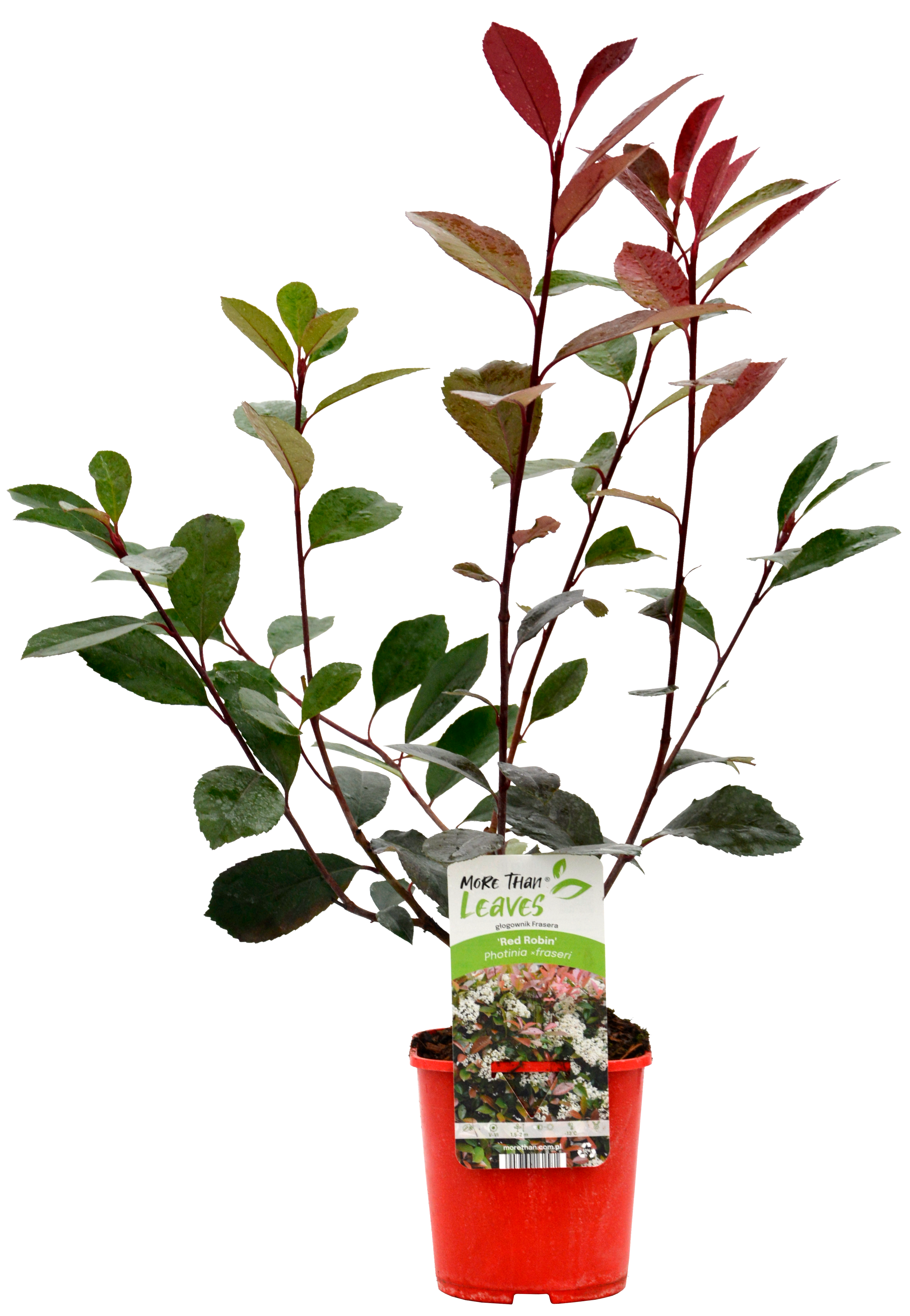 Głogownik Photinia 45 cm