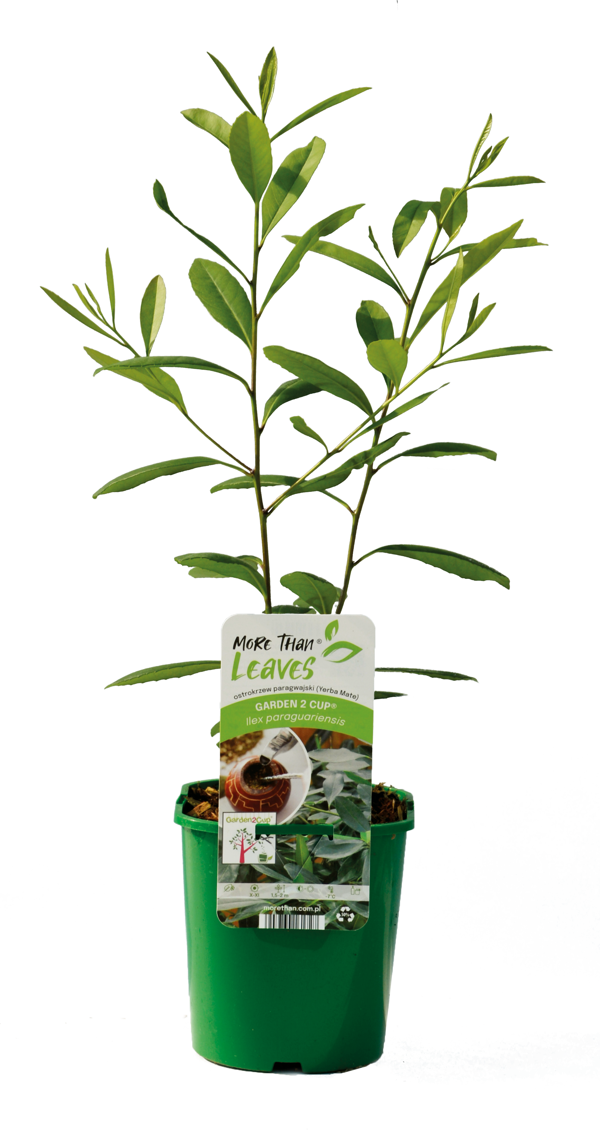 Yerba Mate 45 cm