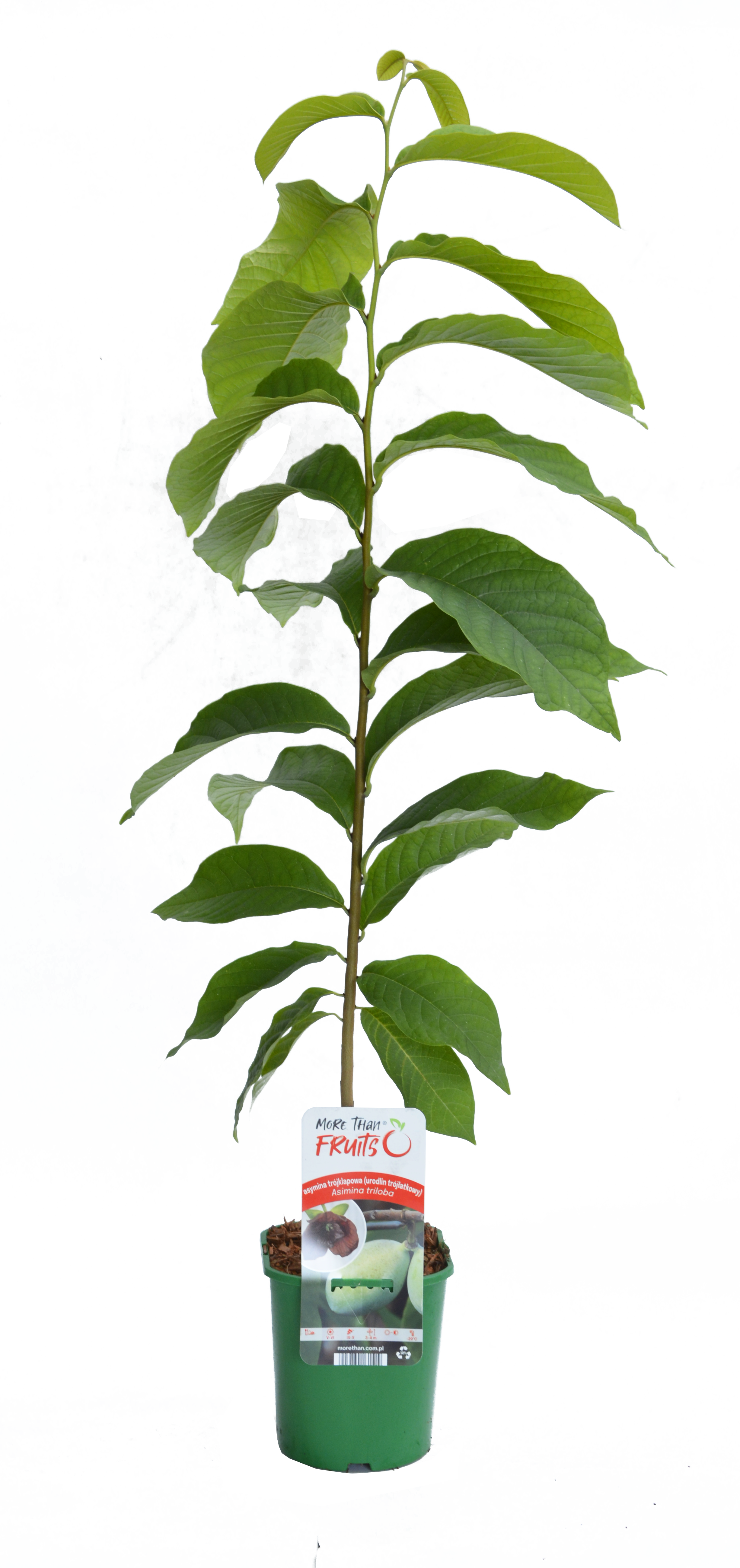 Asminia Triloba 45 cm