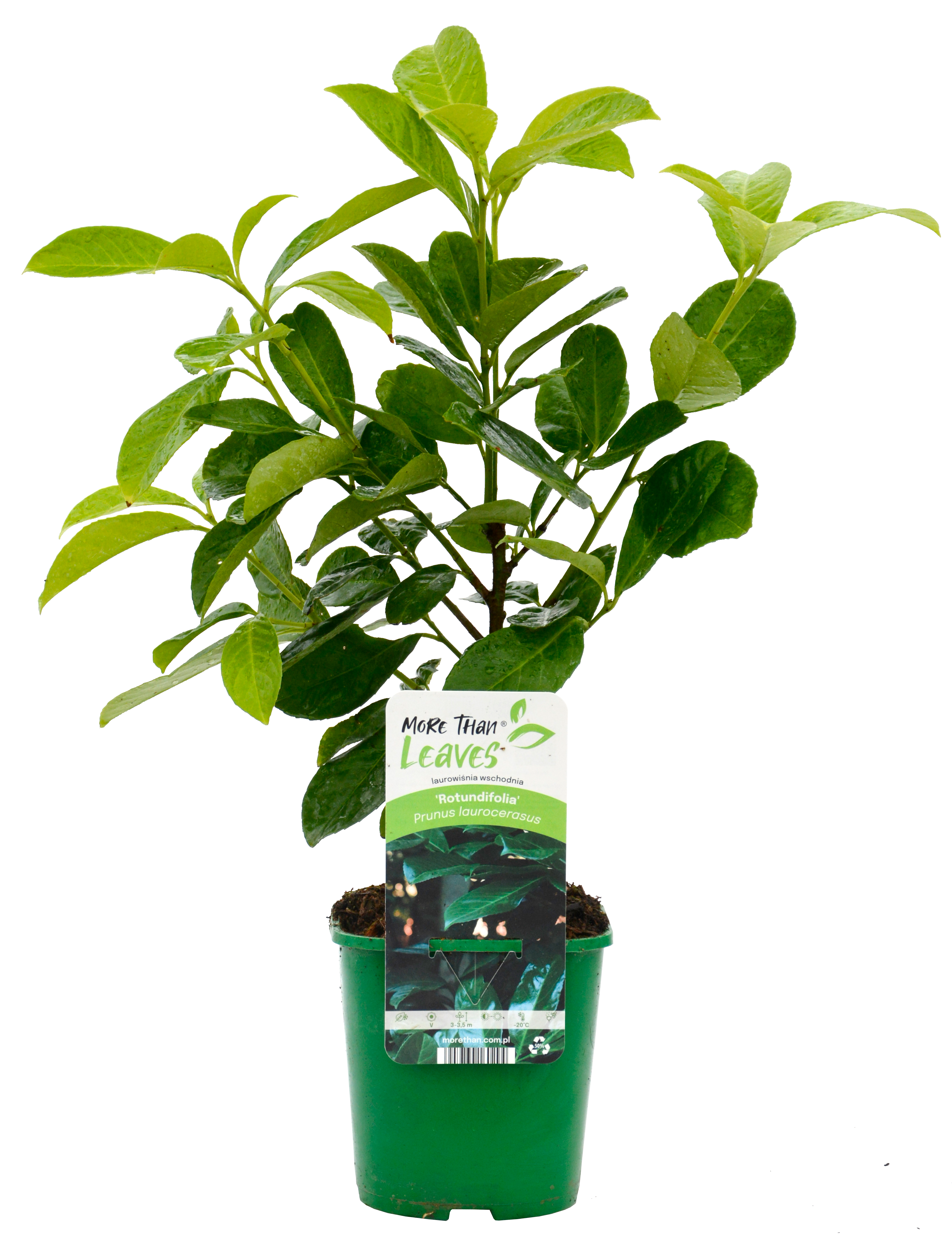 Laurowiśnia Prunus laurocerasus 45 cm