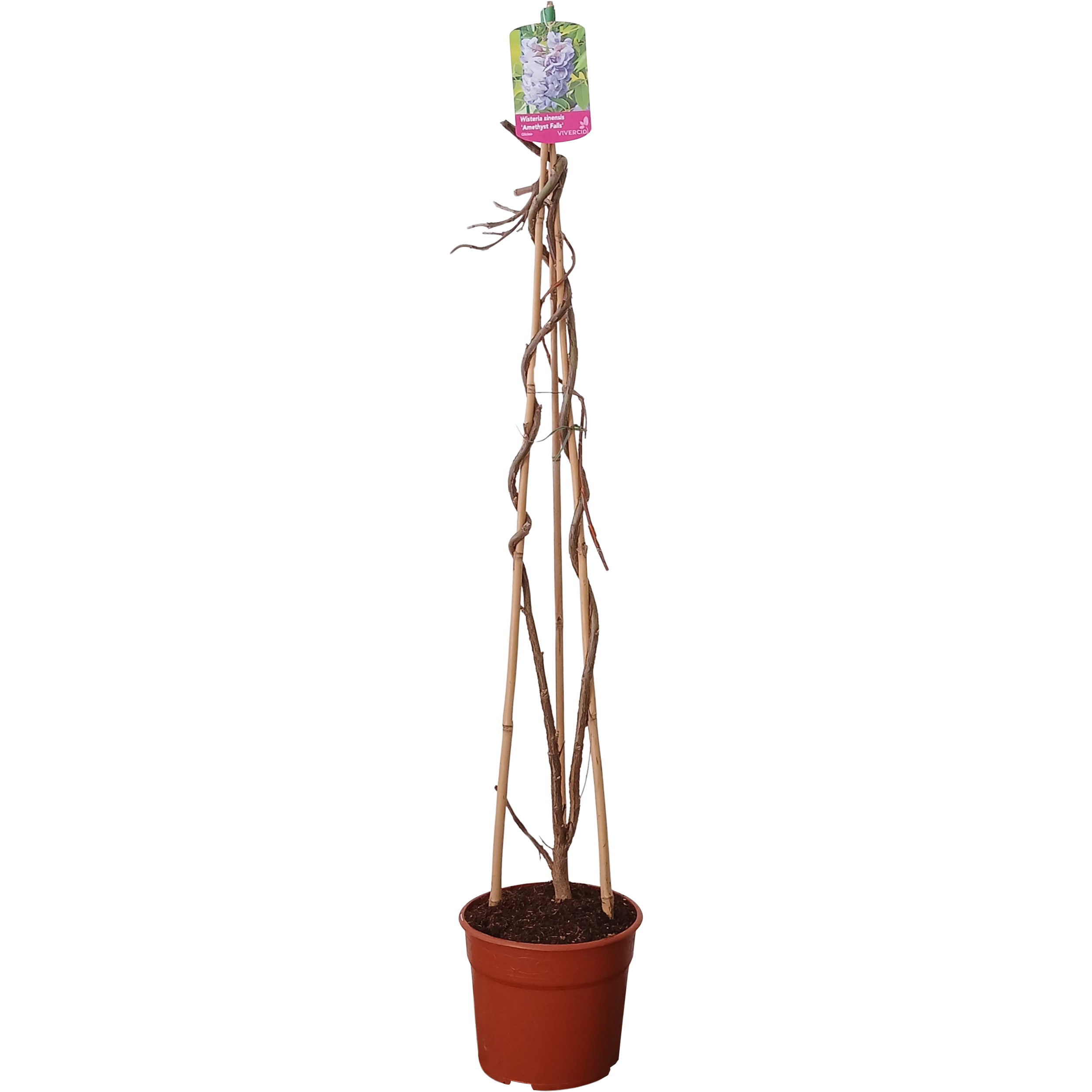 Glicynia 120-130 cm