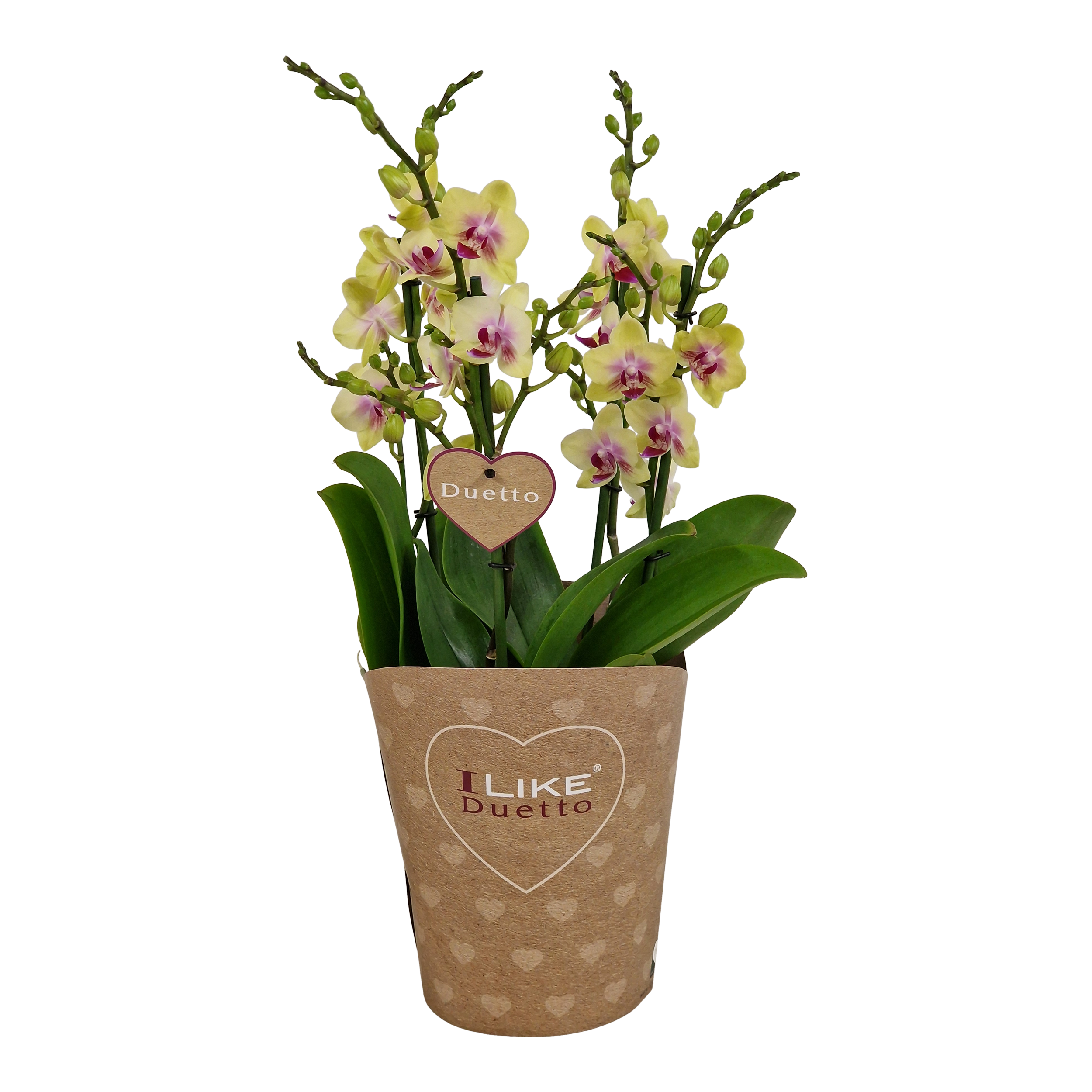Falenopsis Duetto Spunkty 50 cm
