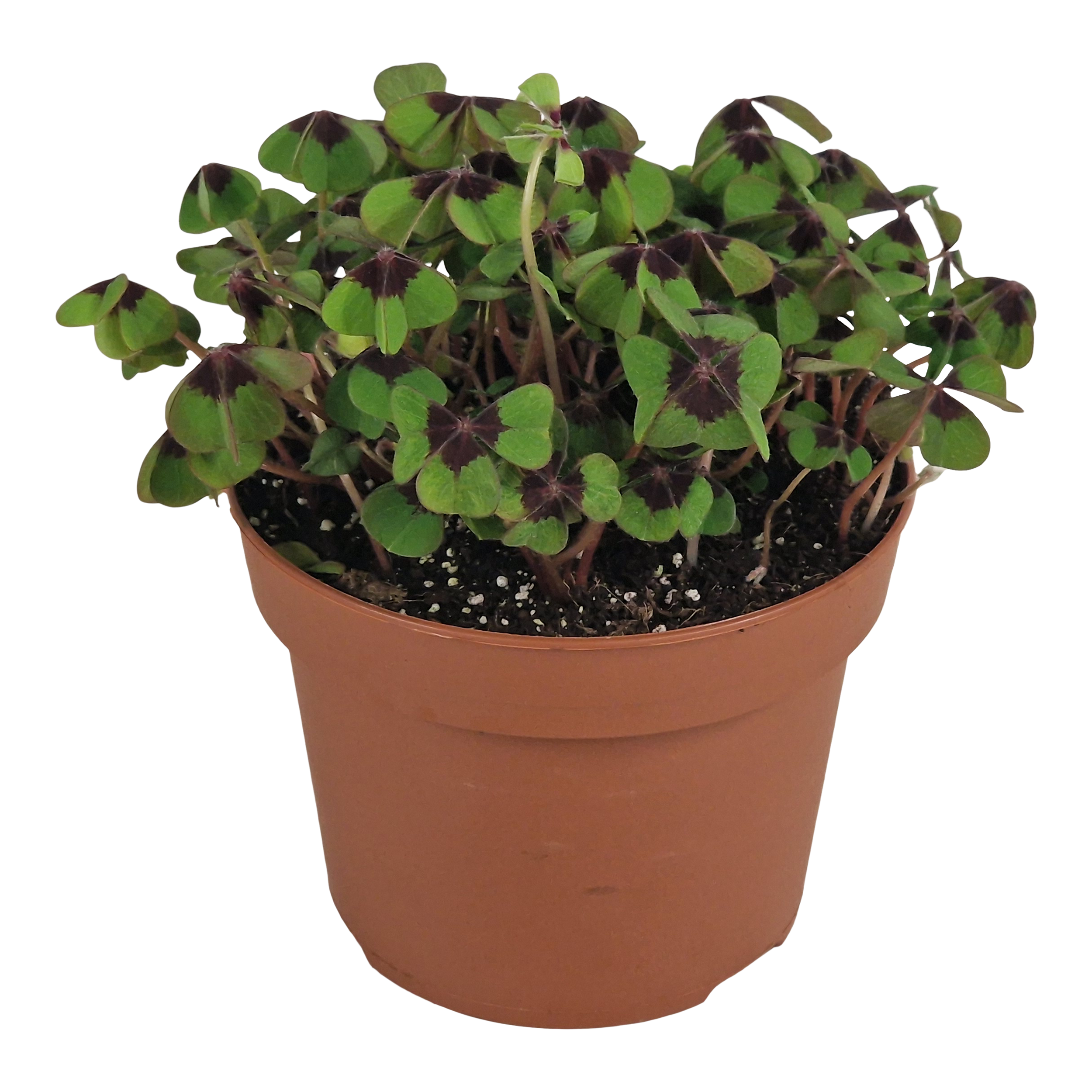 Oxalis Iron Cross 20 cm